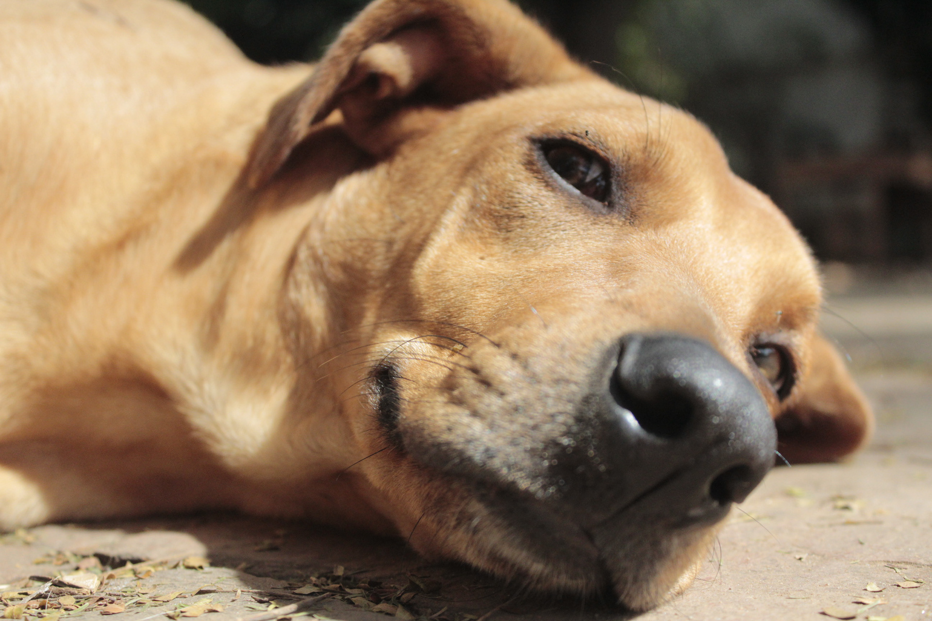 Minas Gerais. TerezaPRT