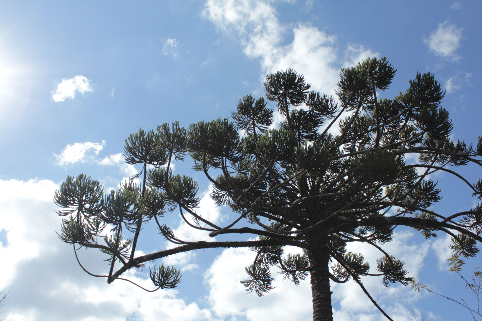 Campos do Jordão. TerezaPRT