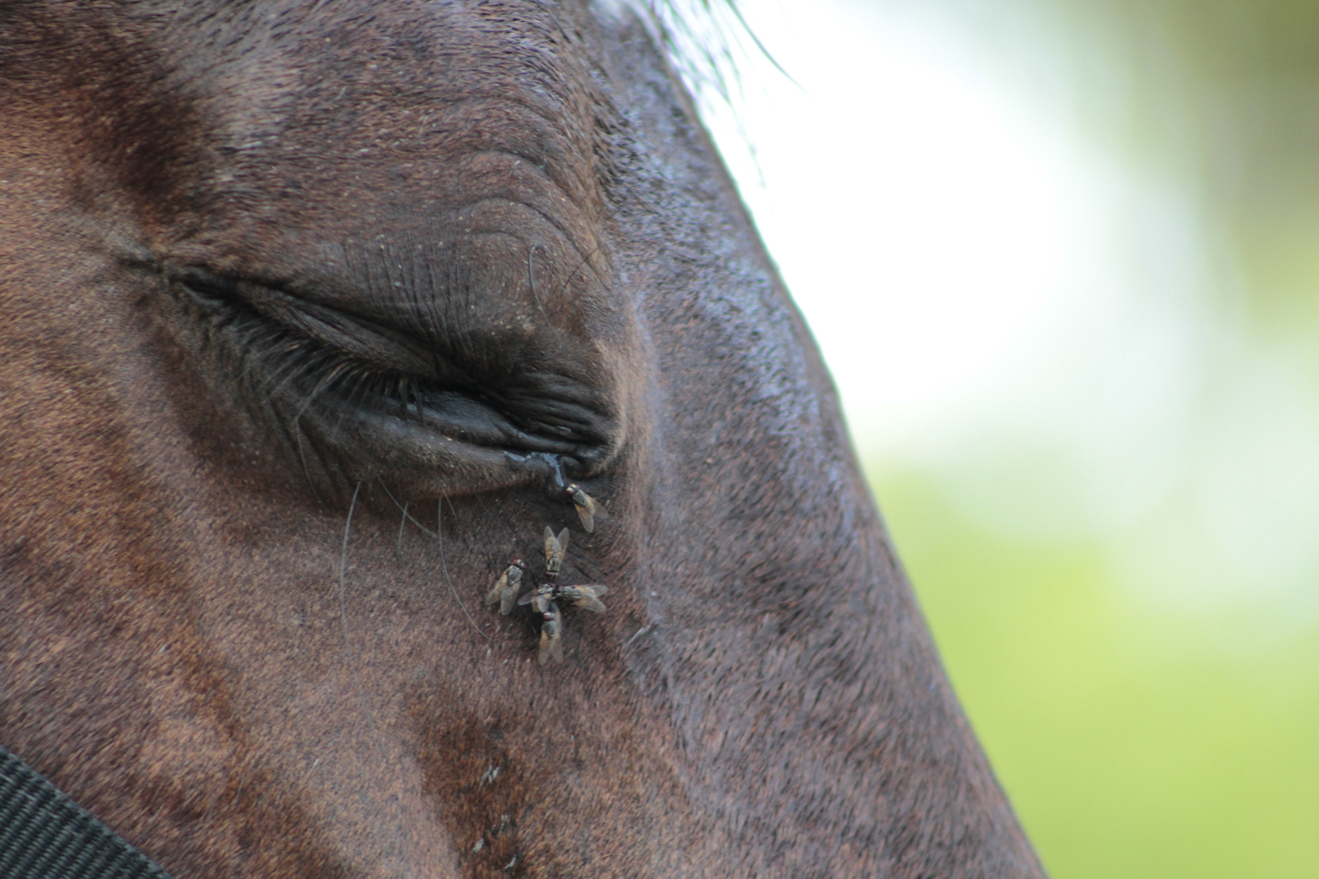 Mogi Mirim. TerezaPRT