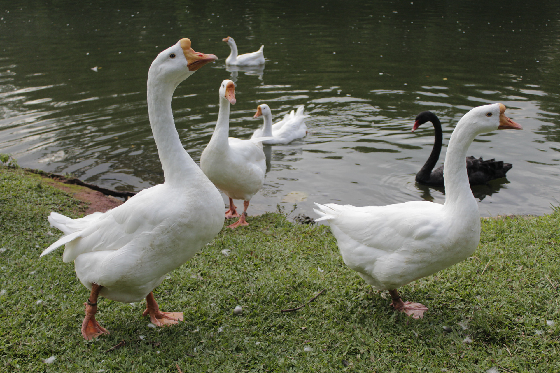 São Paulo. TerezaPRT