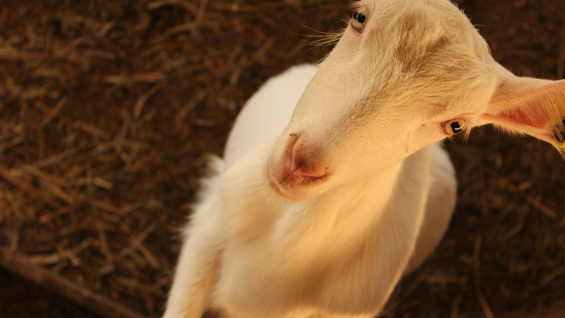 Monte Verde. TerezaPRT