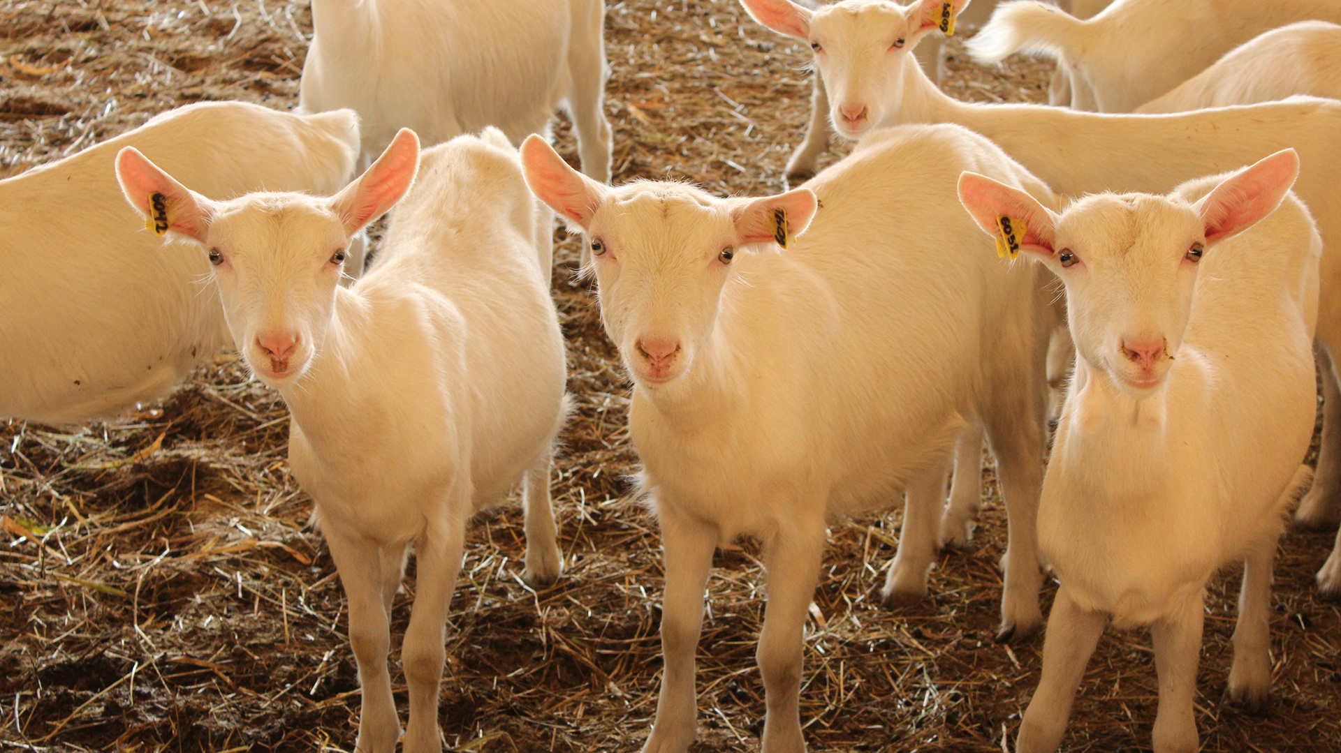 Monte Verde. TerezaPRT