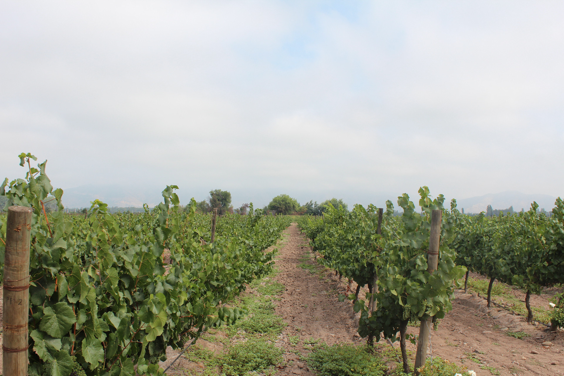 Chile, 2013 - TerezaPRT