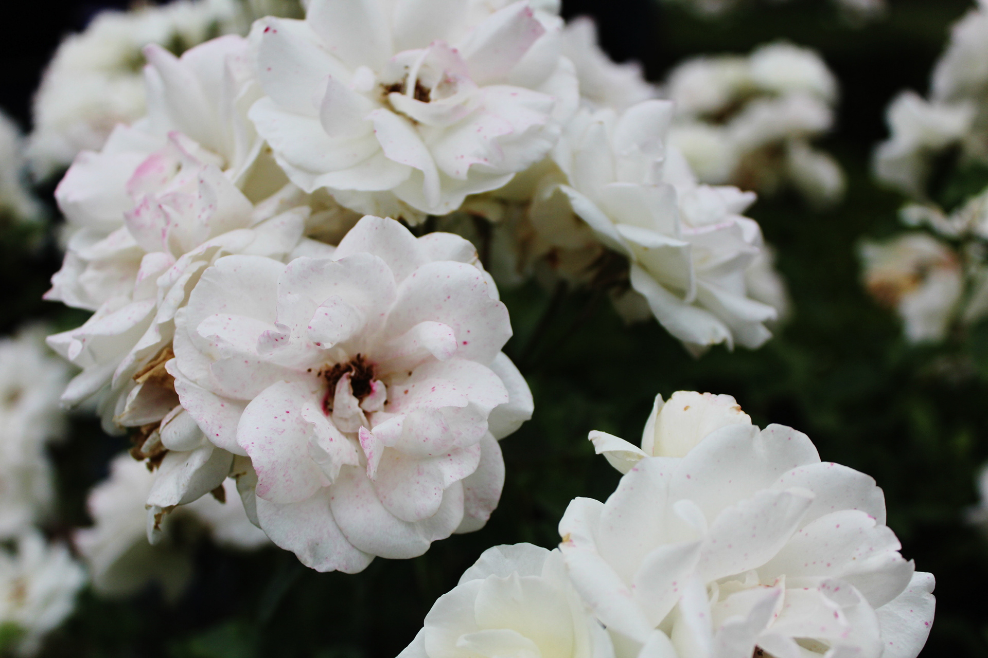 Chile, 2013 - TerezaPRT