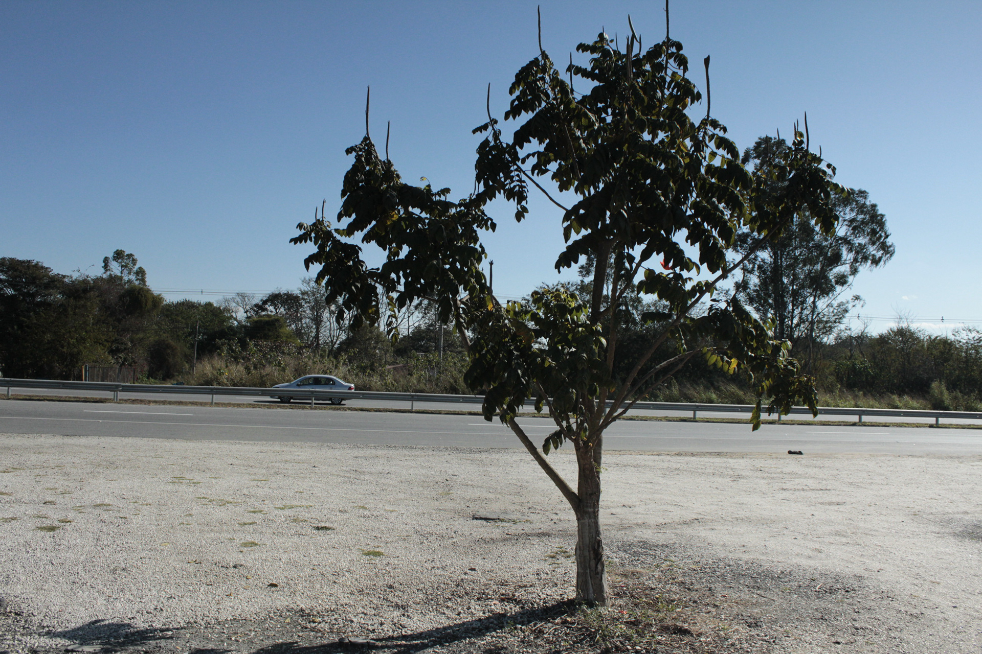 Mogi Mirim. TerezaPRT