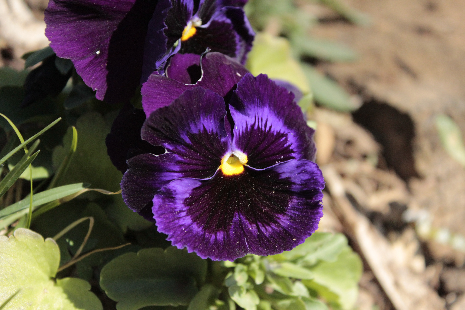 Campos do Jordão. TerezaPRT