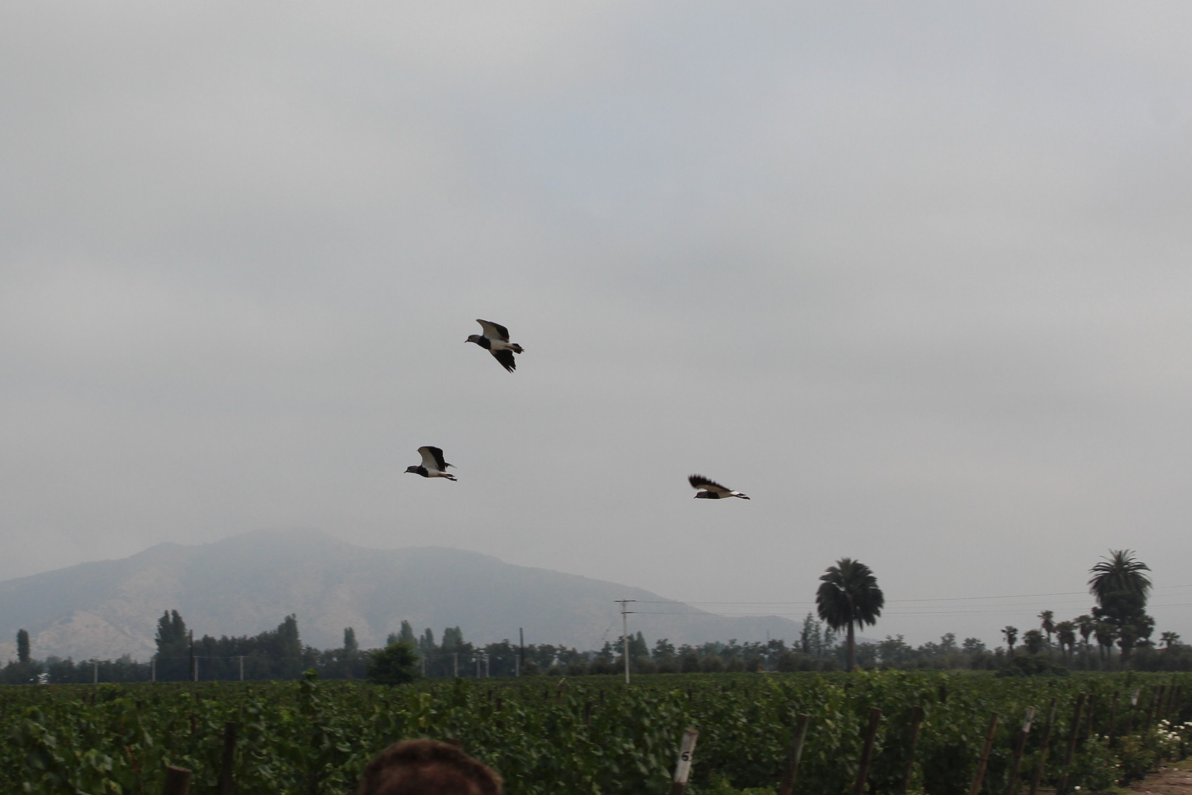 Chile, 2013 - TerezaPRT