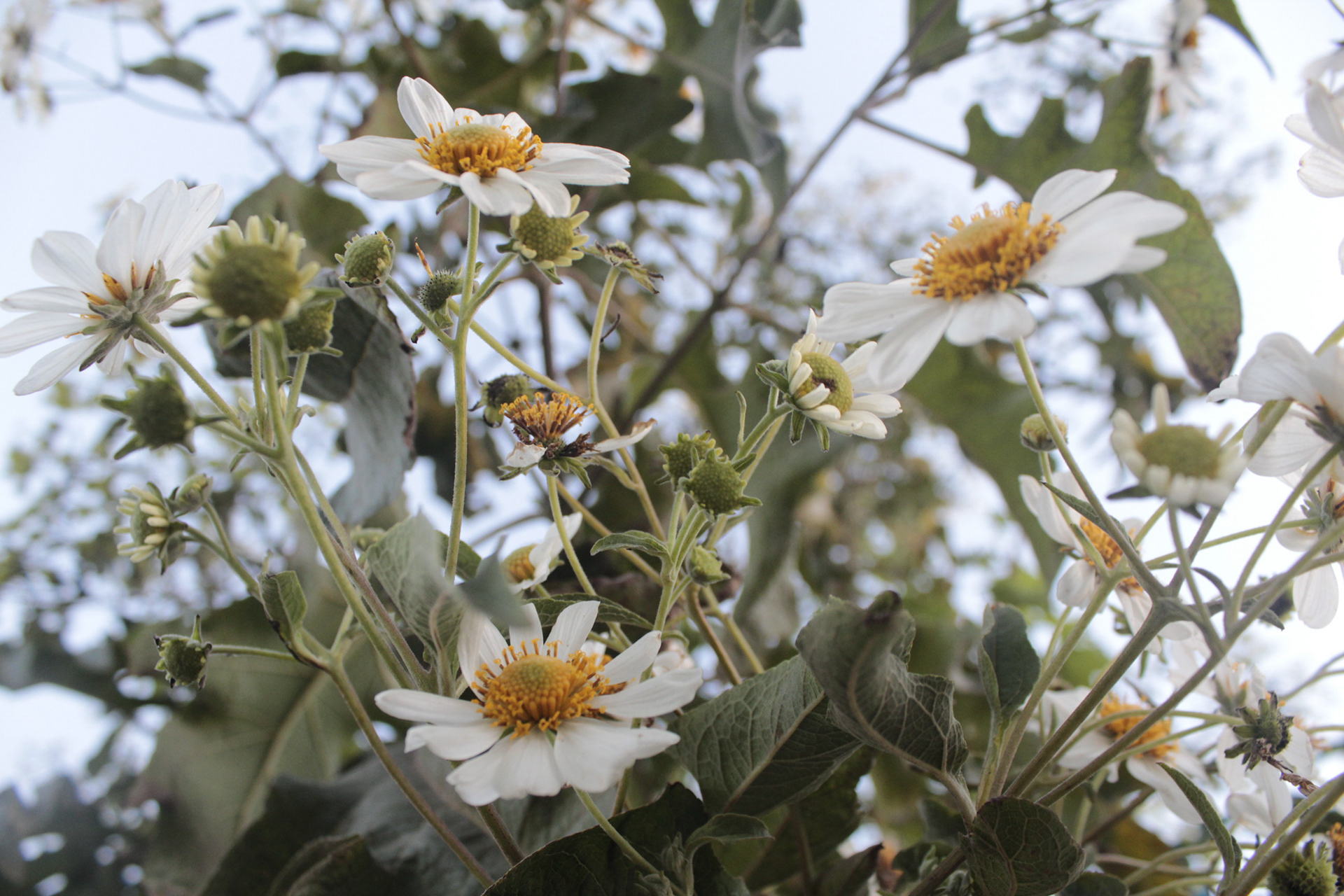 Minas Gerais. TerezaPRT