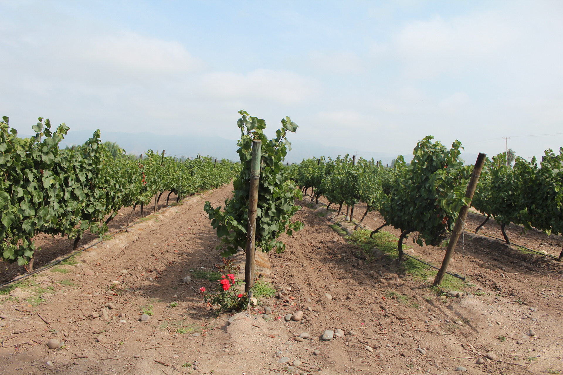 Chile, 2013 - TerezaPRT