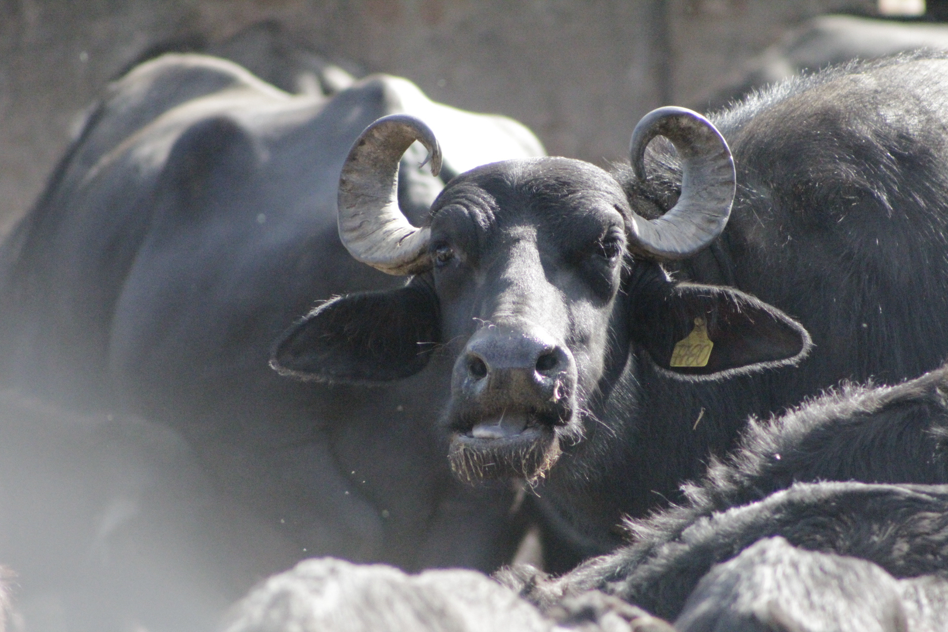 São Paulo. TerezaPRT