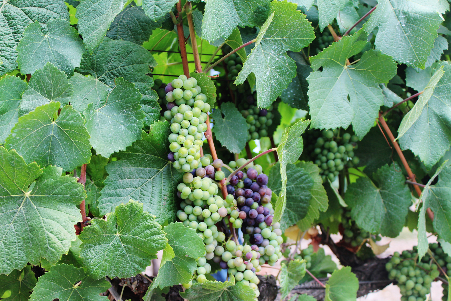 Chile, 2013 - TerezaPRT