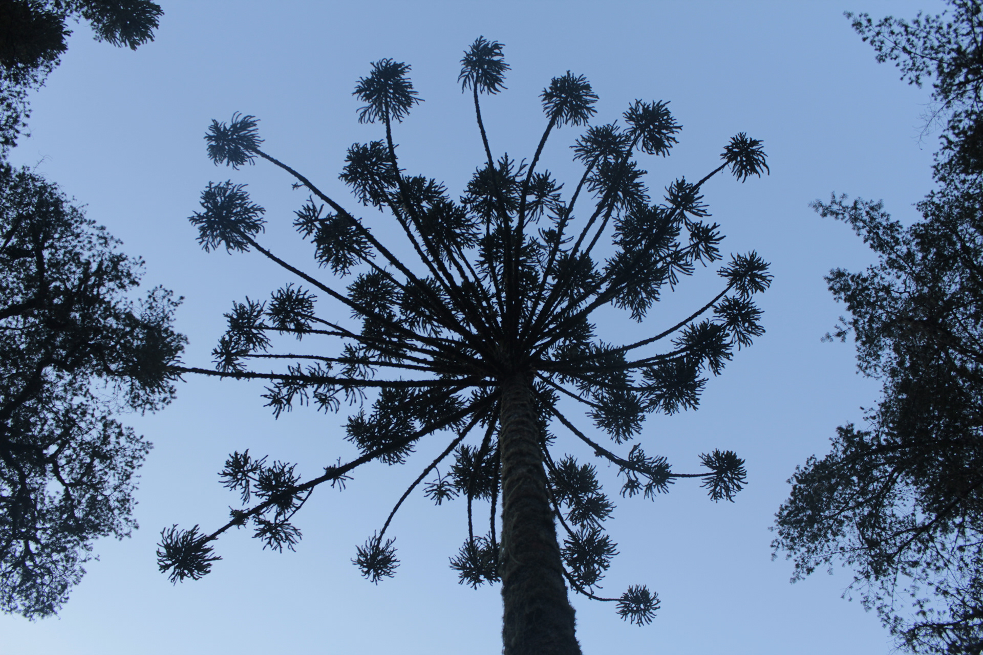 Monte Verde. TerezaPRT