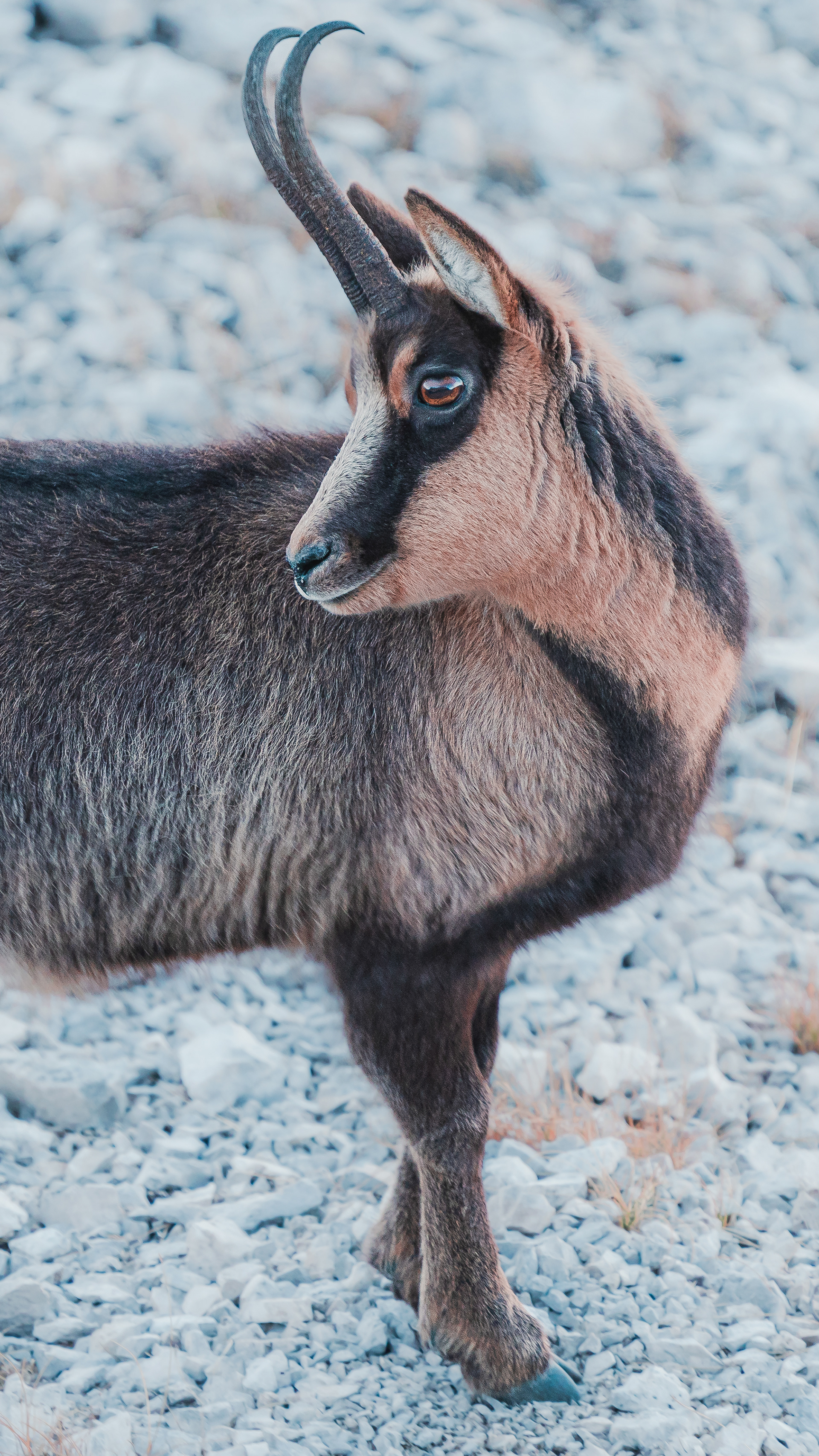 Ritratto di Camoscio appenninico 