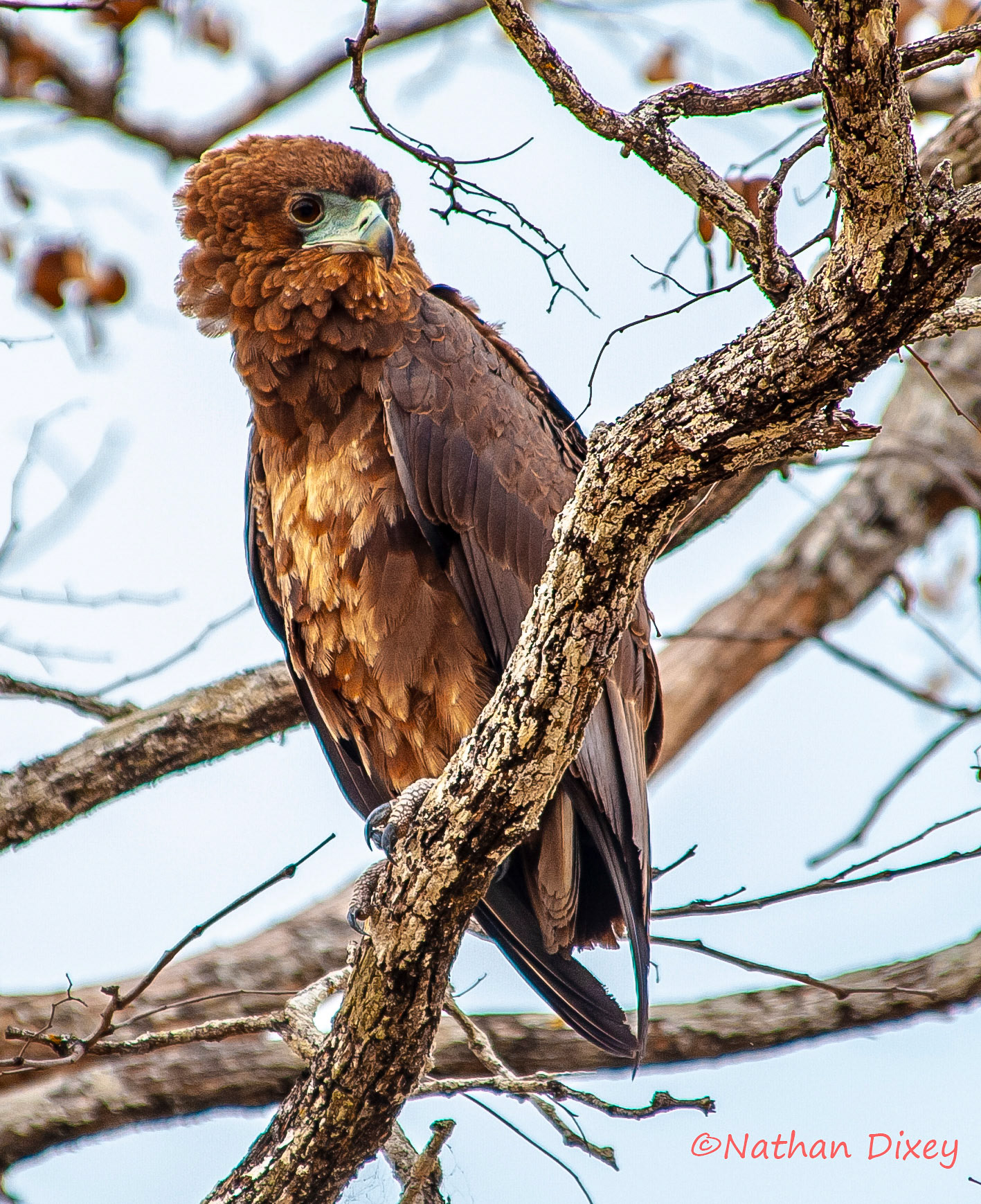 Young Bateleur, Liwonde NP, Malawi (2009)