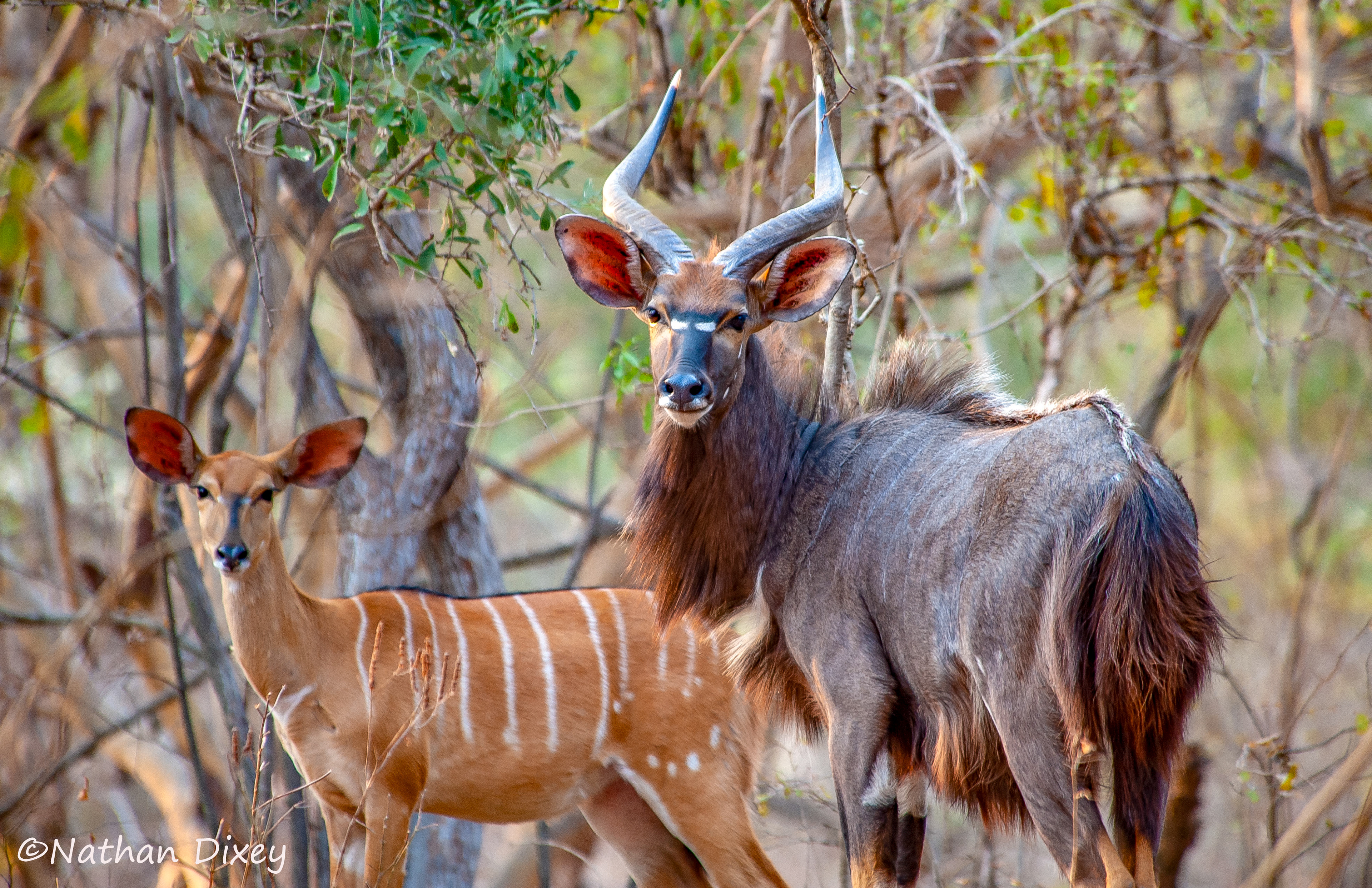 Nyala, Majete Wildlife Reserve, Malawi (2009)