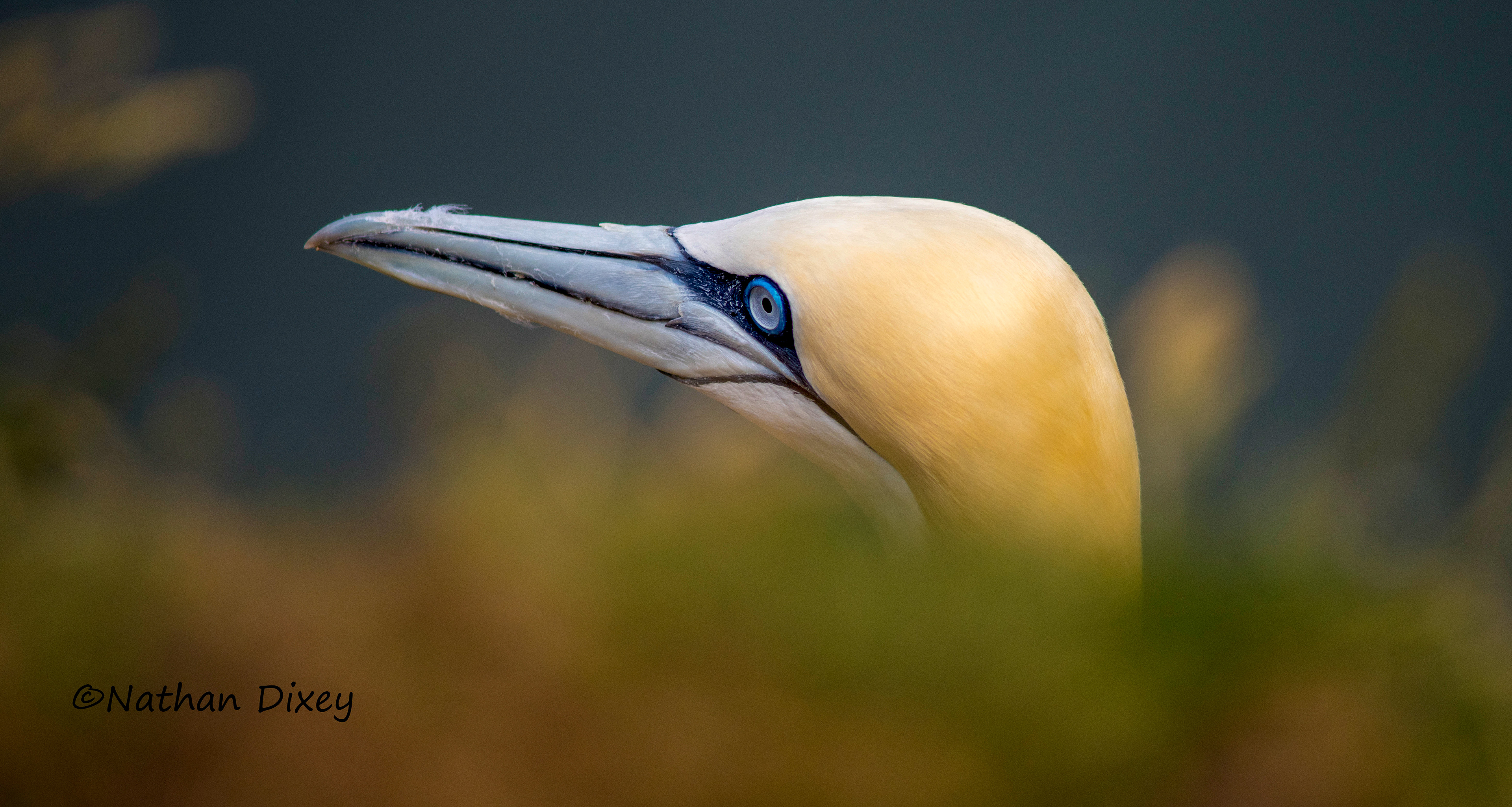 Northern Gannet, Bempton Cliffs, North Yorkshire, UK (2015)