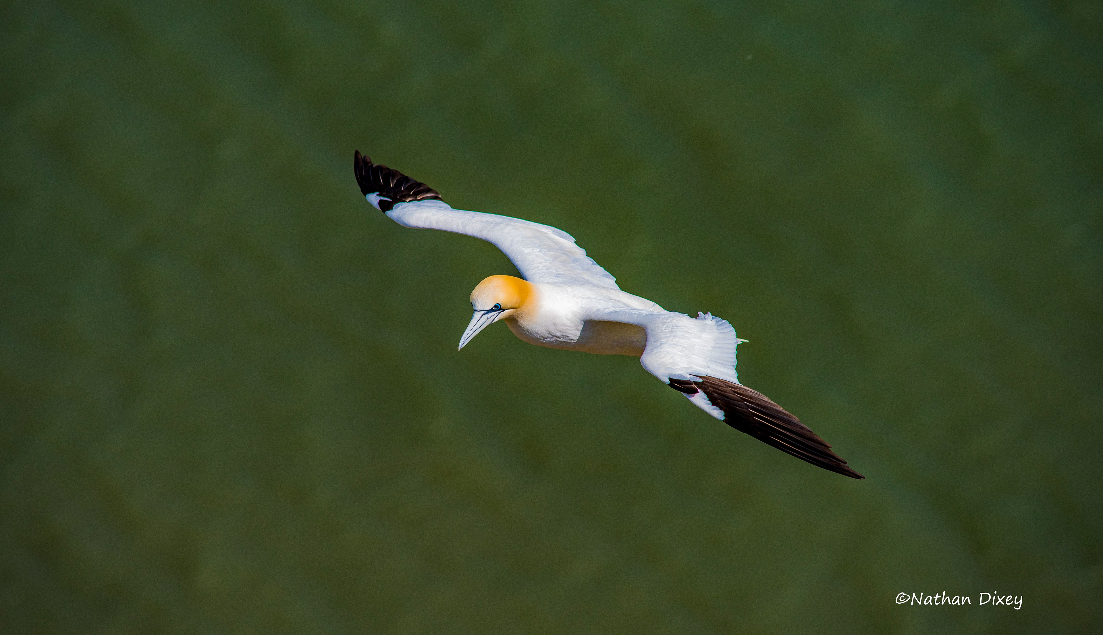 Northern Gannet, Bempton Cliffs, North Yorkshire, UK (2015)