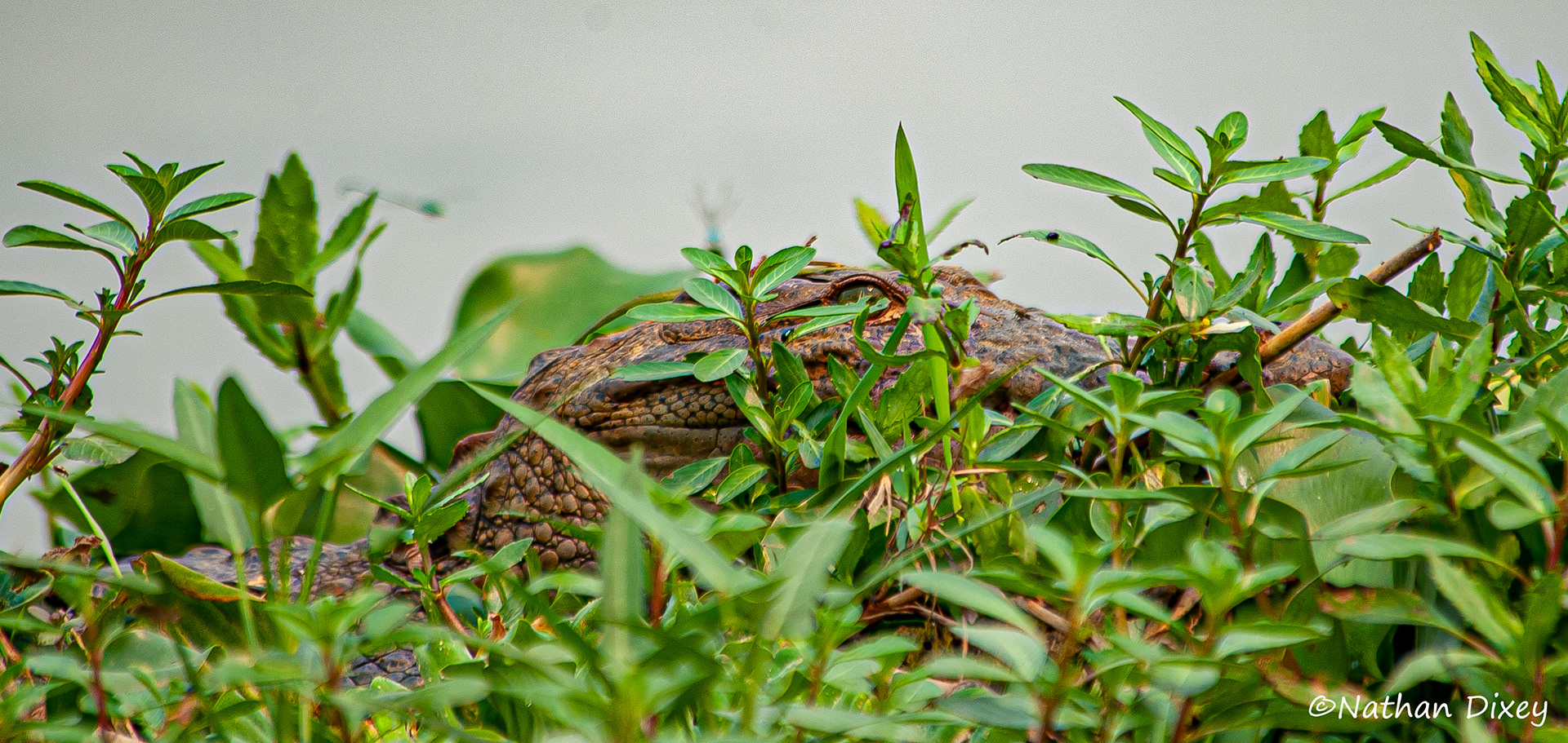 Crocidile, Chitwan NP, Nepal (2012)