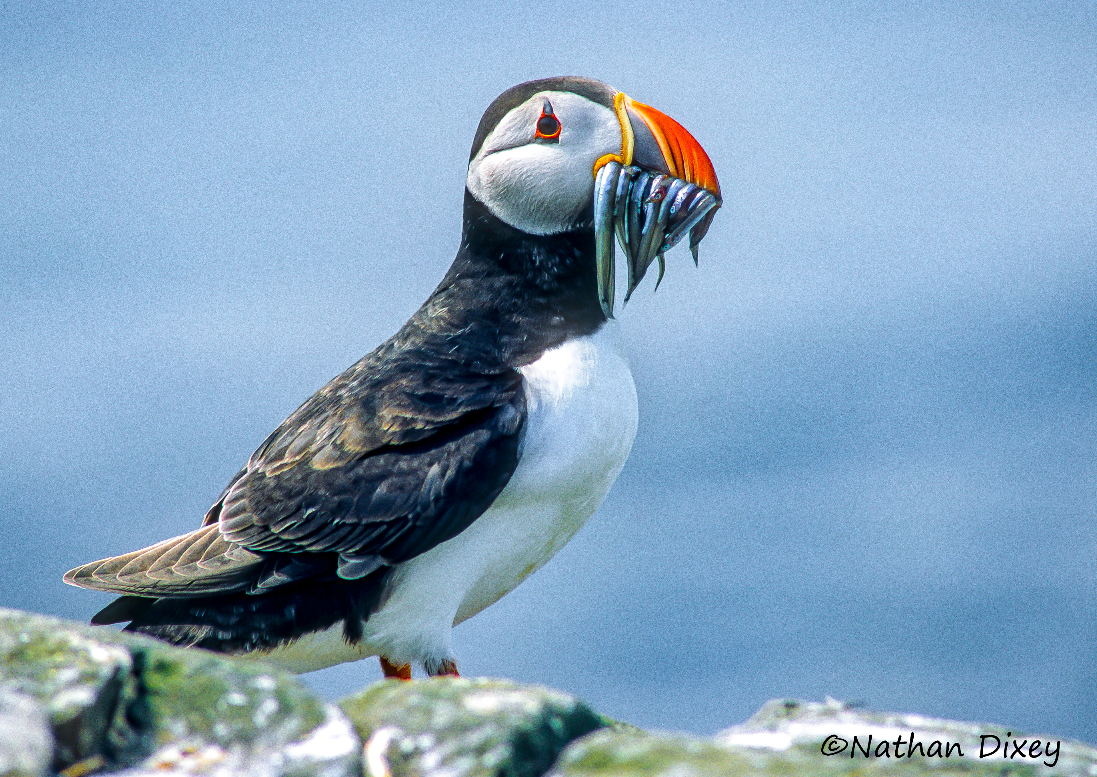 Puffin, Farne Islands, UK (2005)