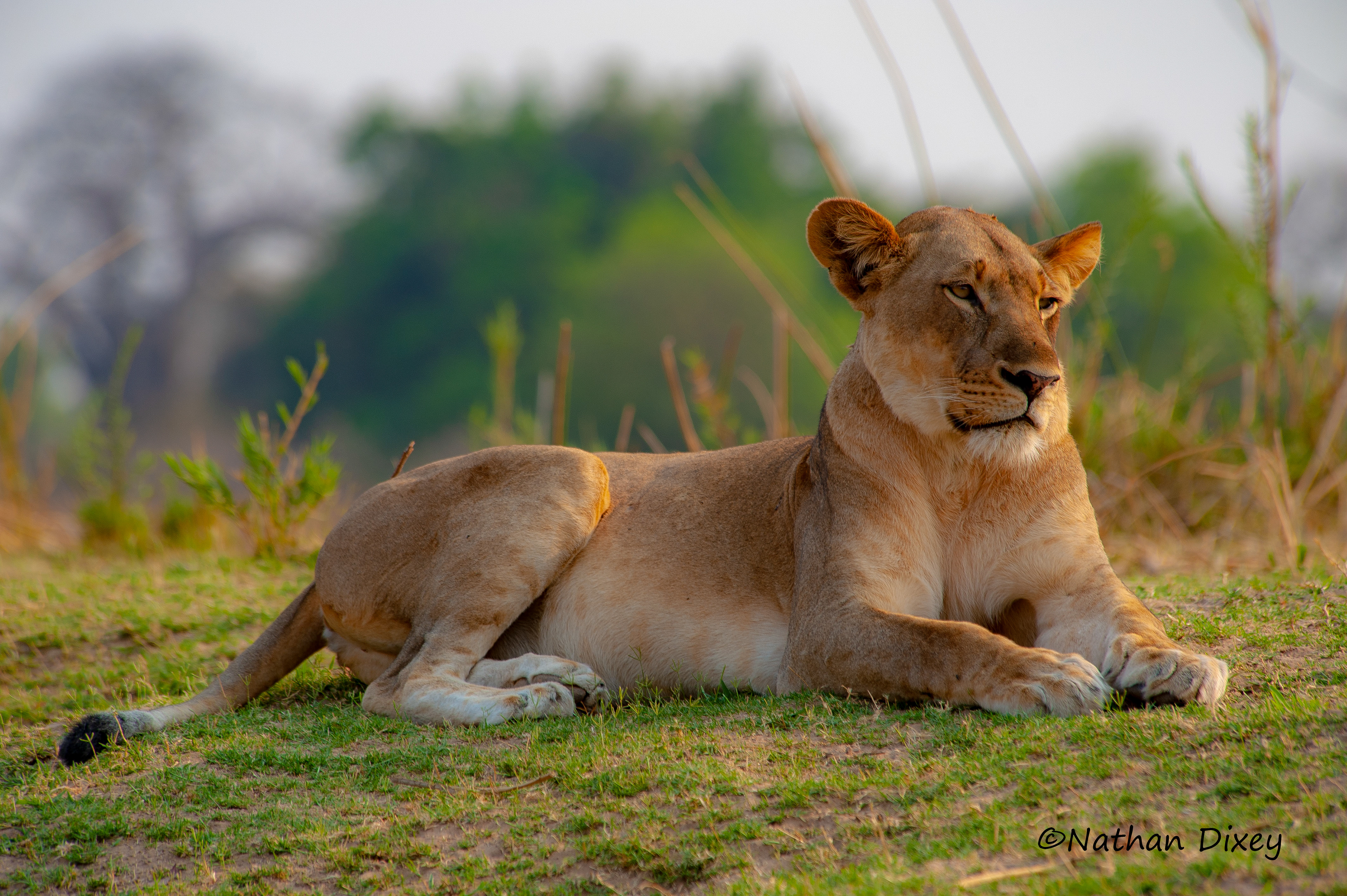 Lioness, South Luangwa NP, Zambia (2009)