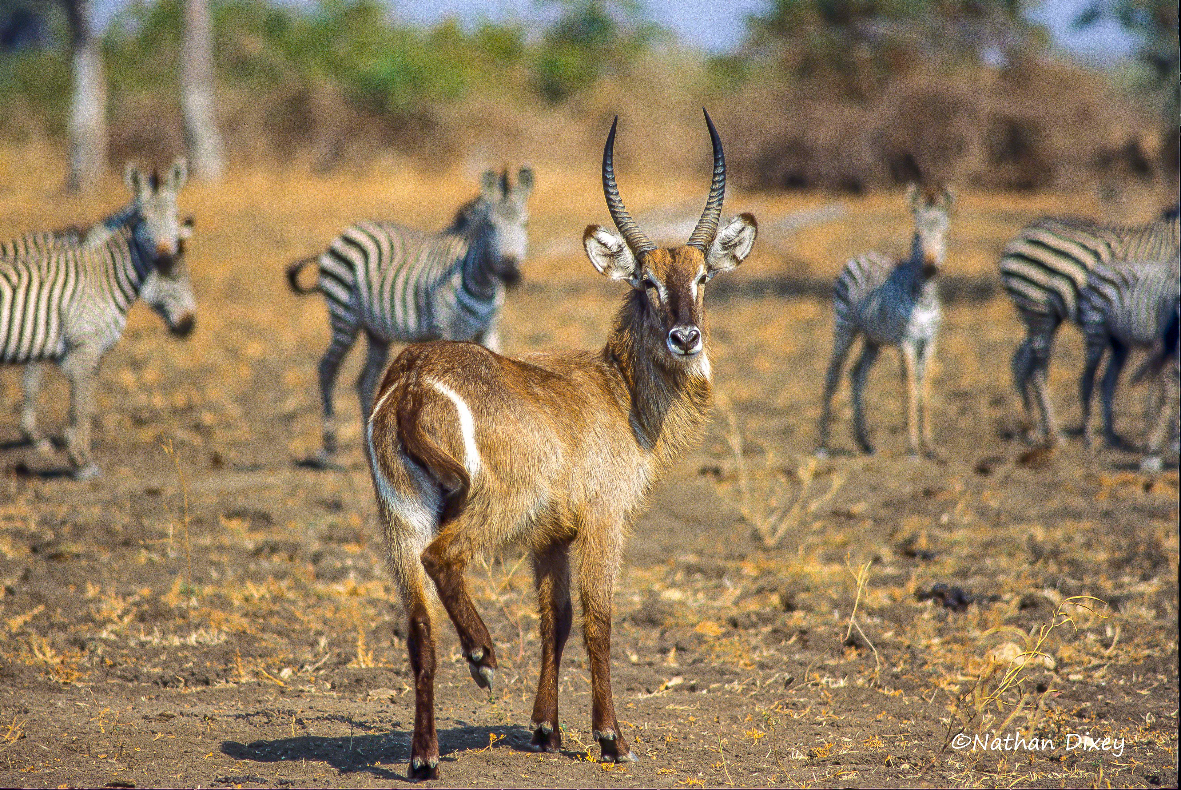 Common Waterbuck, South Luangwa, Zambia (2003)
