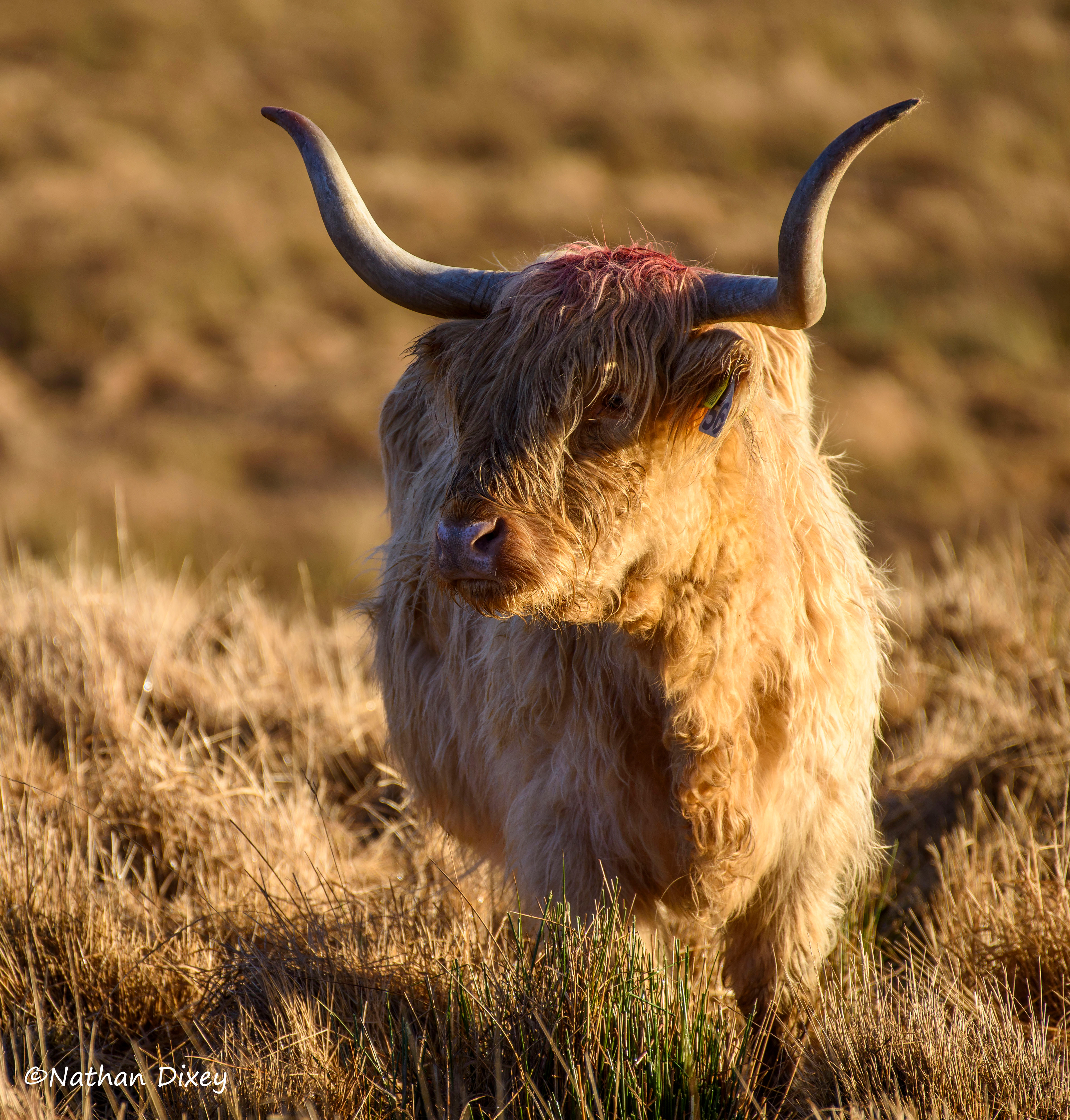 Highland Cow, Elan Valley, Wales UK (2021)