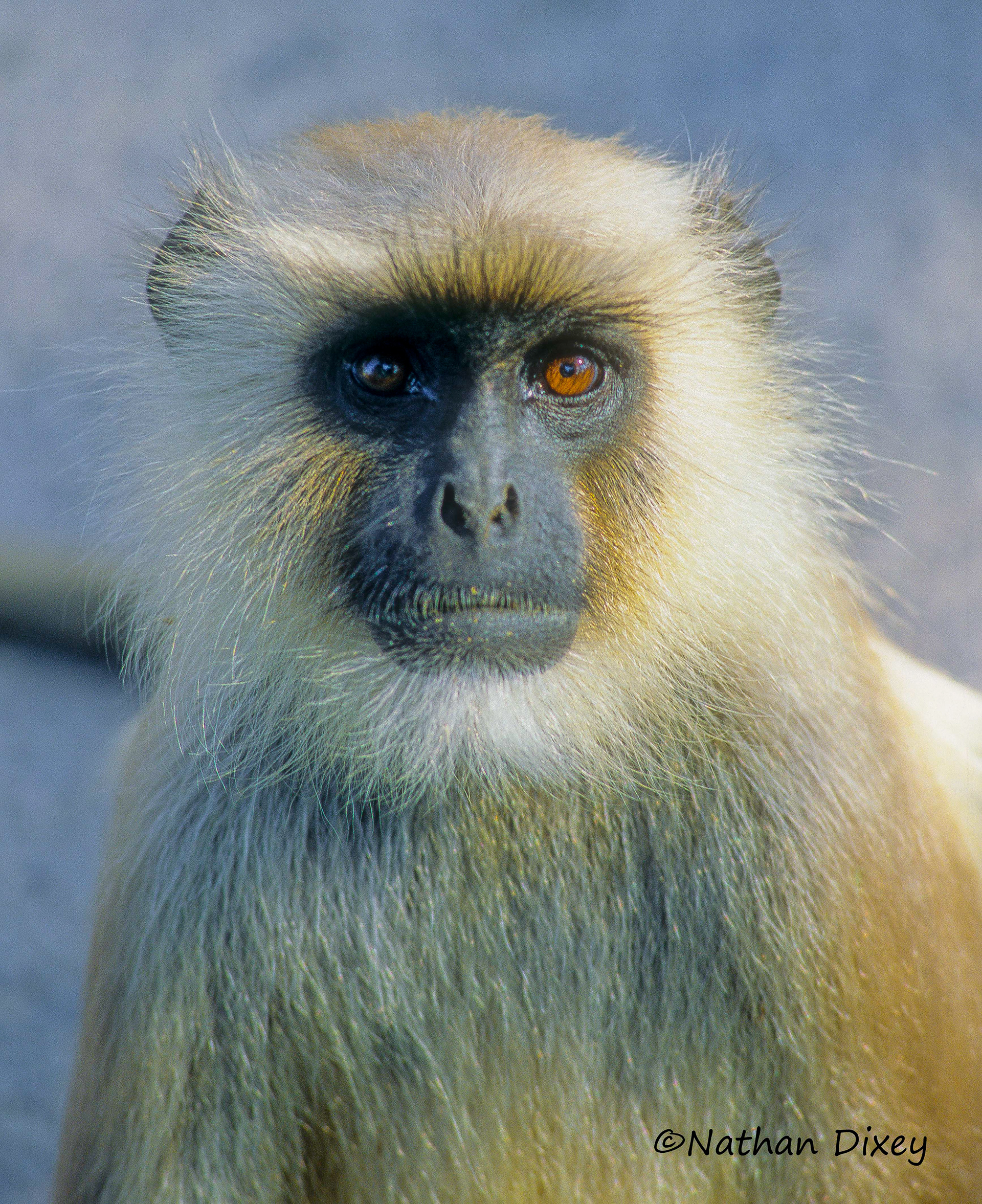 Langur Monkey, India (2004)