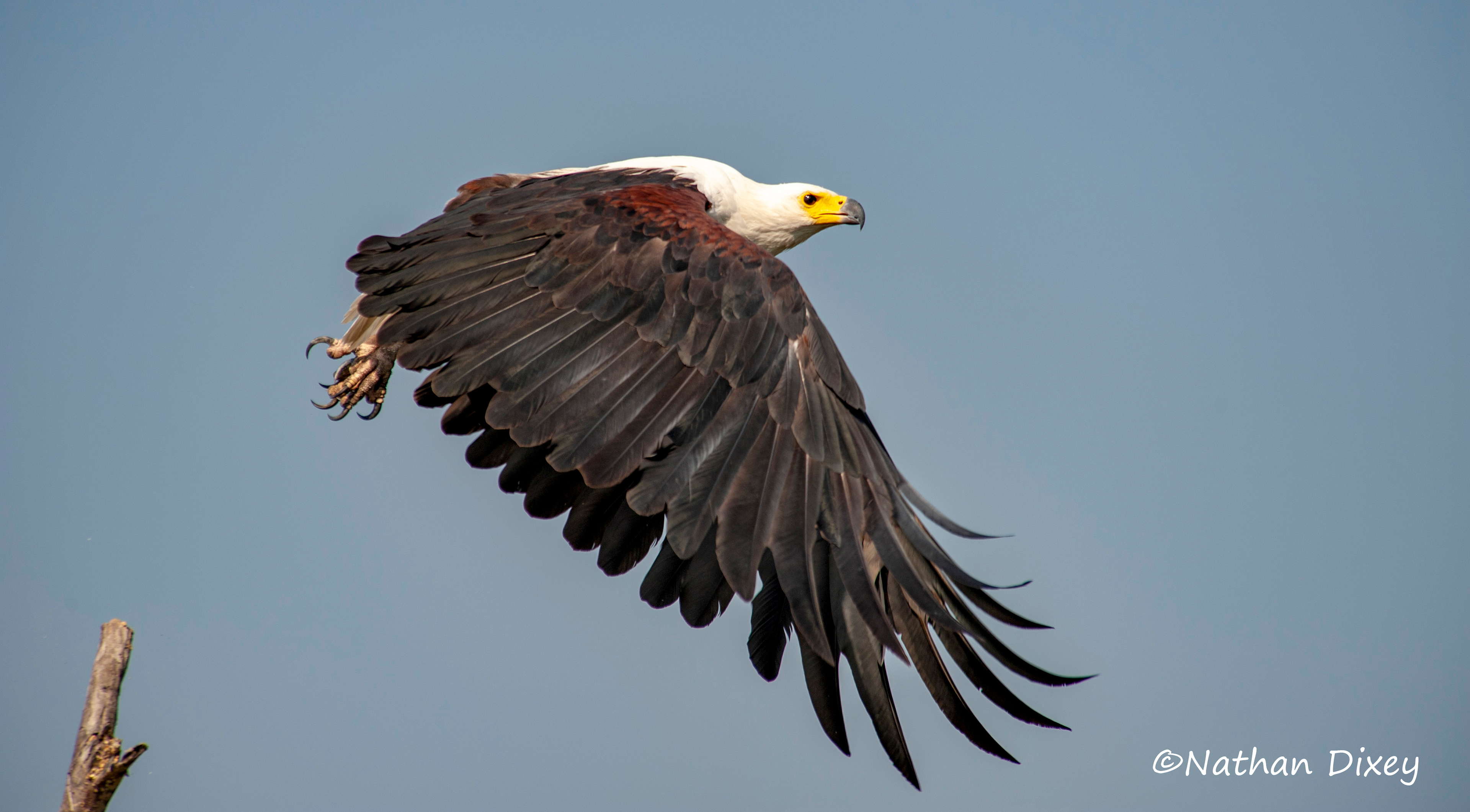 Fishing Eagle, Liwonde NP, Malawi (2009)