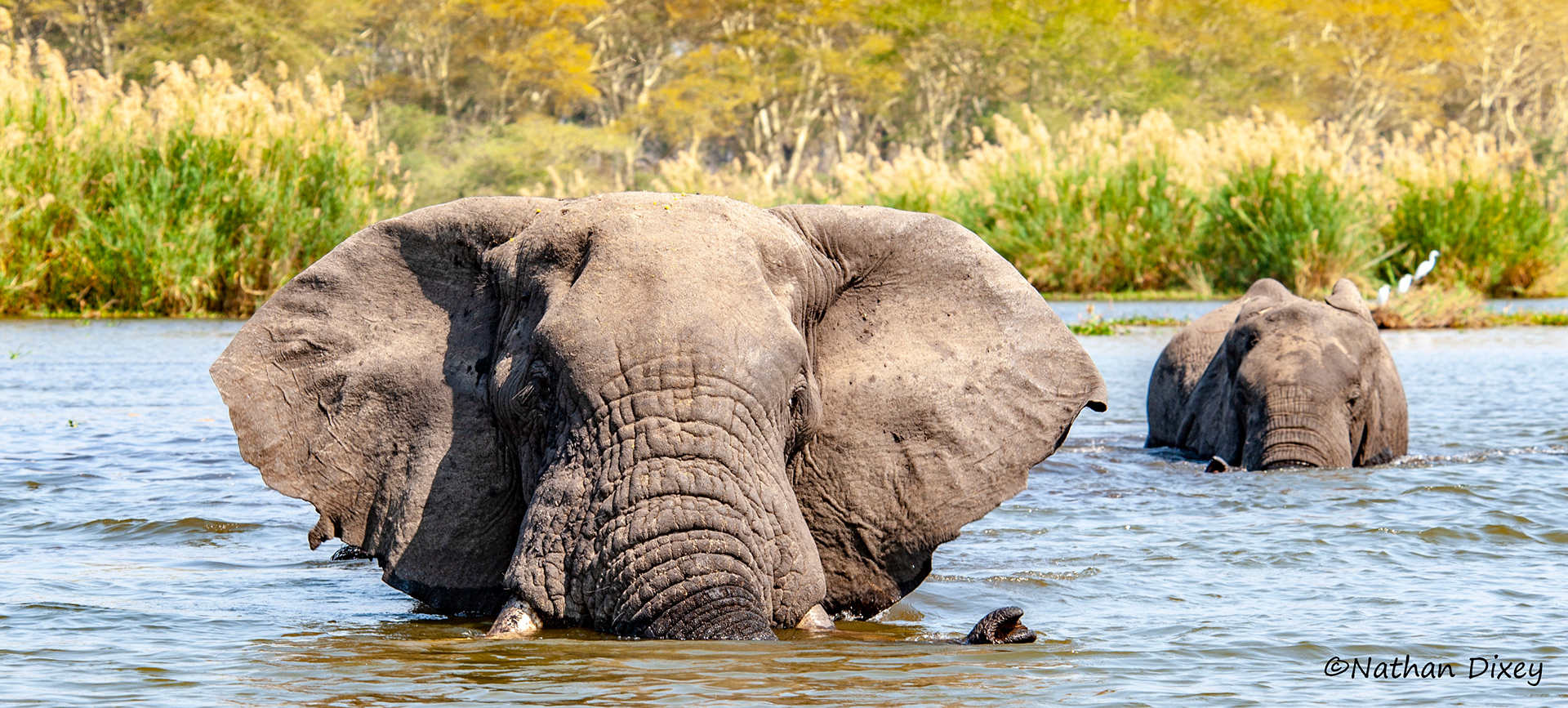 Elephants in the Shire River, Liwonde National Park (2009)