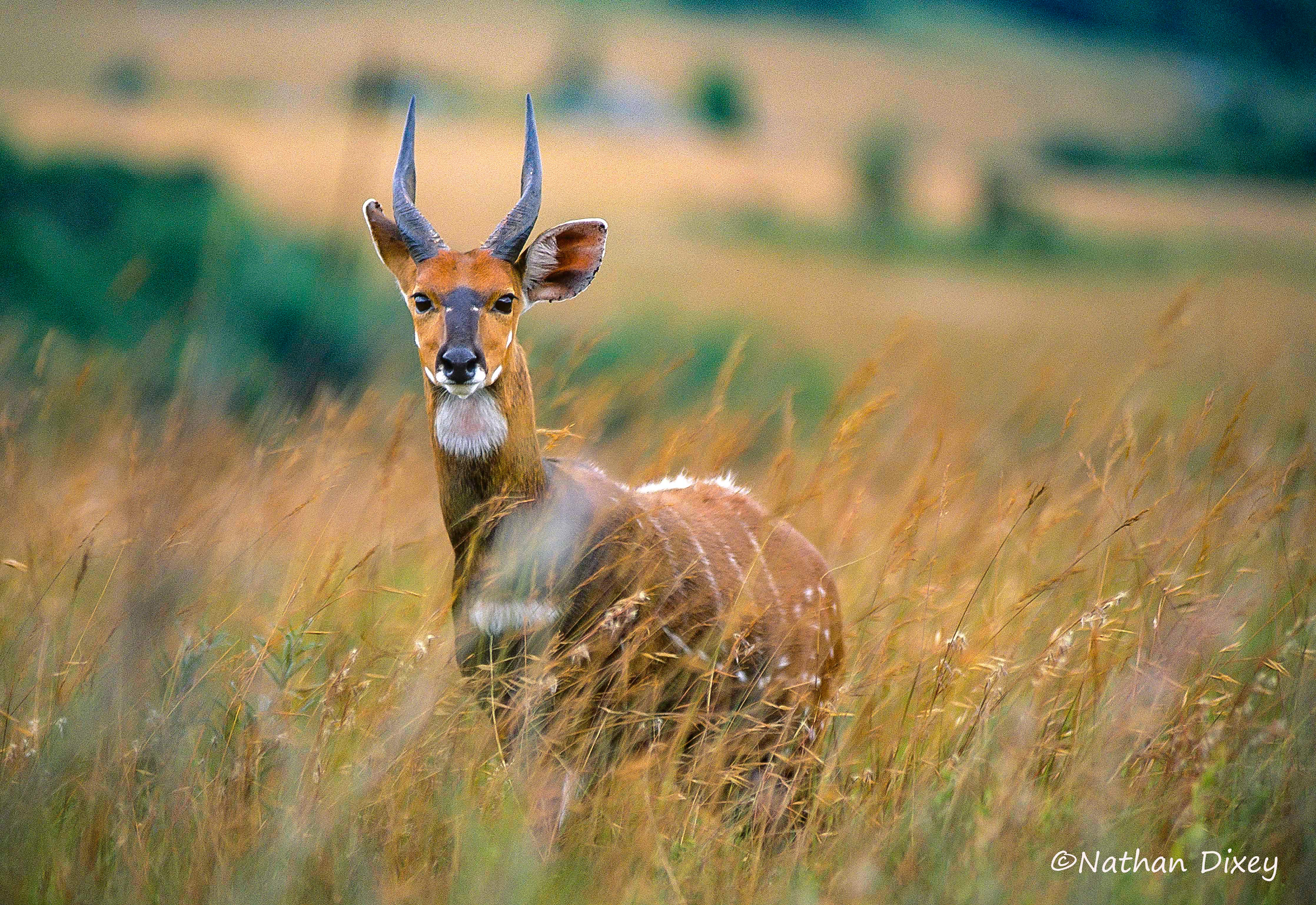 Bush Buck, Nyika Plateau, Malawi (2008)