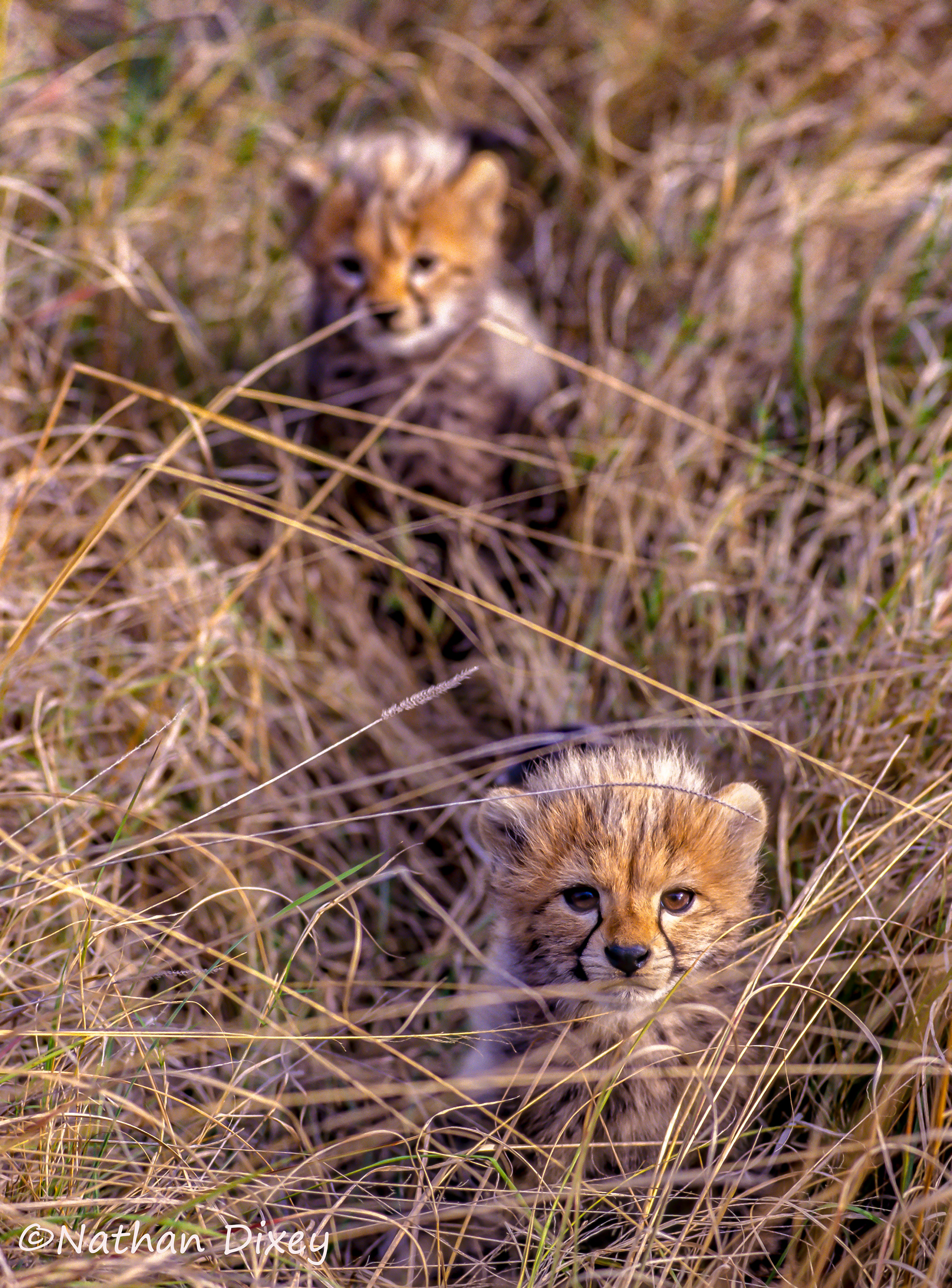 Cheetah Cubs, Masai Mara, Kenya (2001)