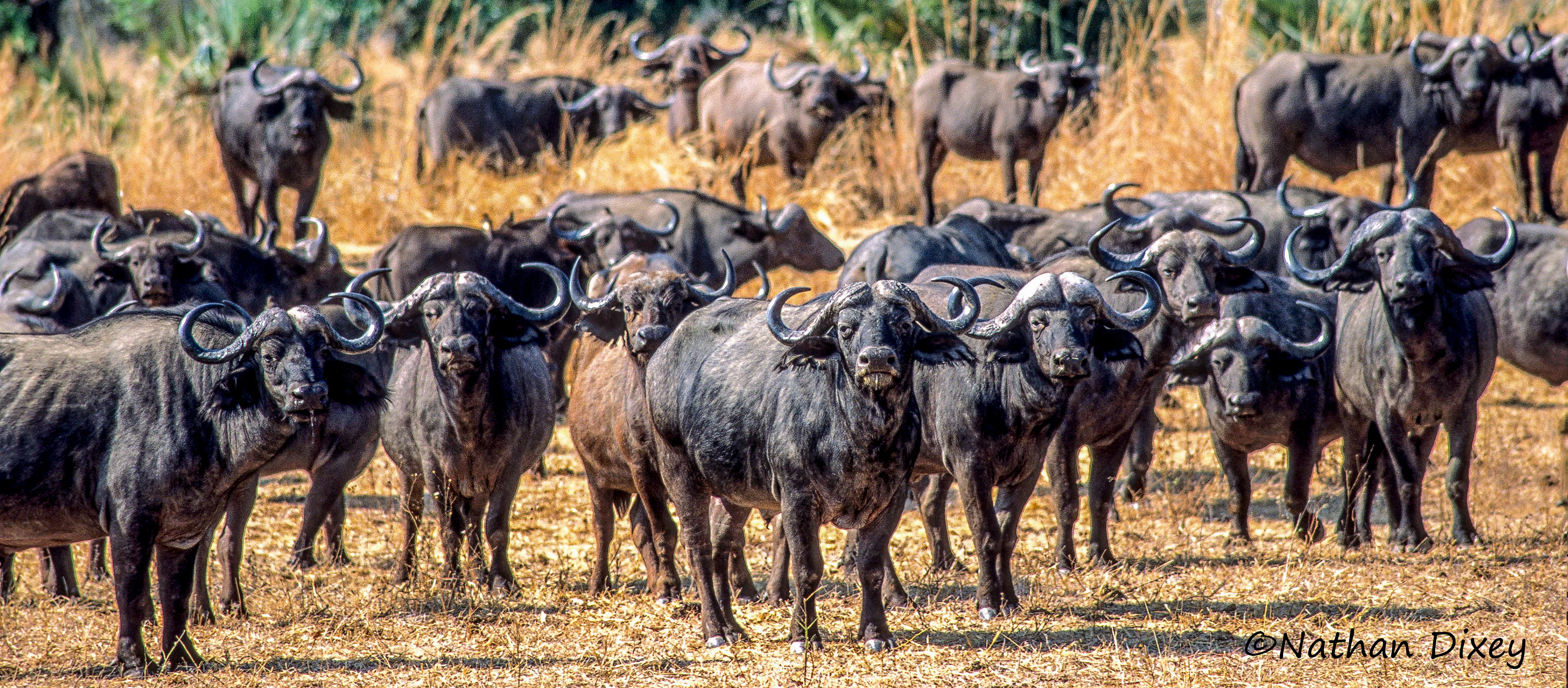 Cape Buffalo, North Luangwa, Zambia (2004)