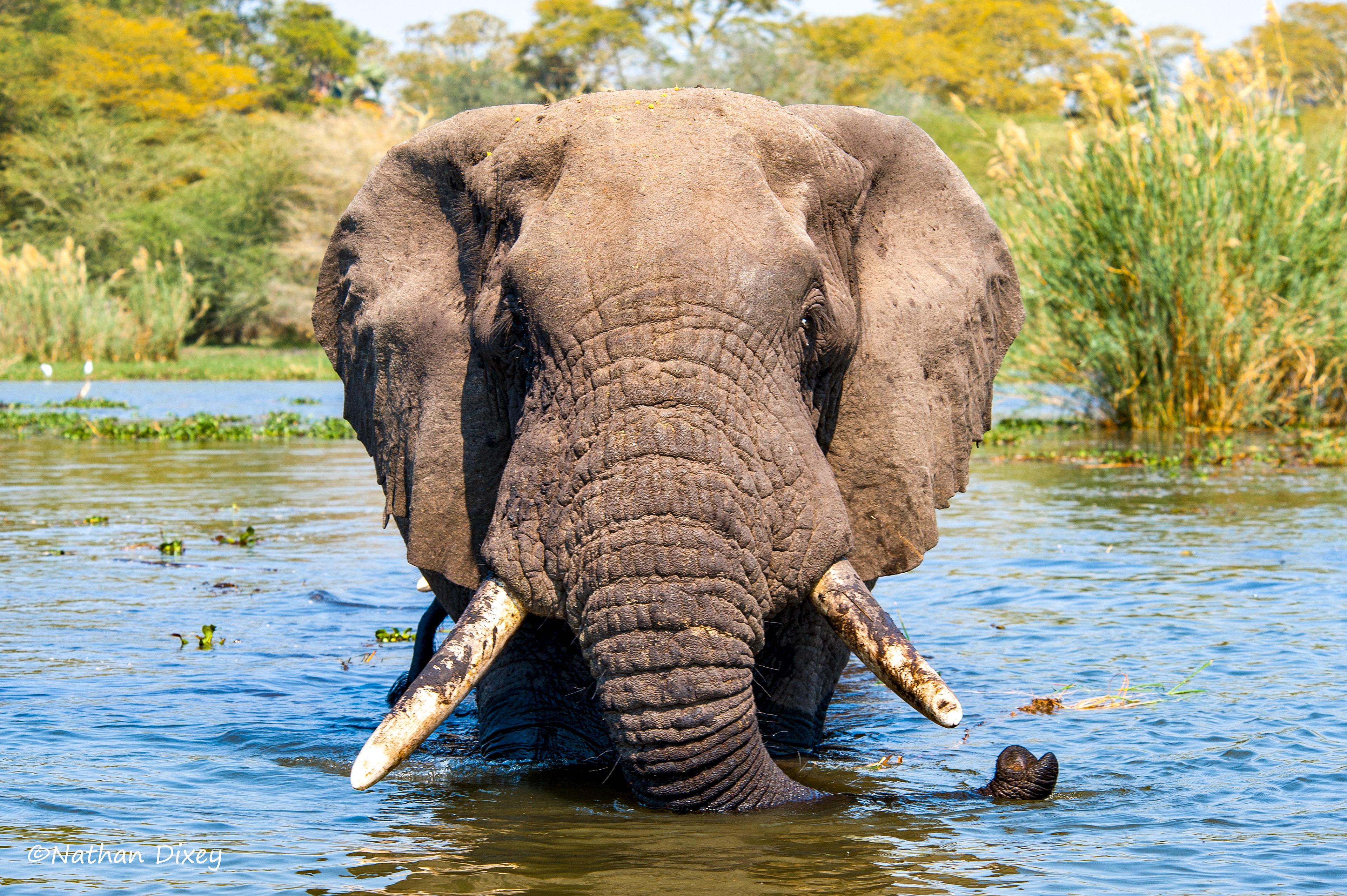Elephant Crossing the Shire River, Liwonde NP, Malawi (2009)