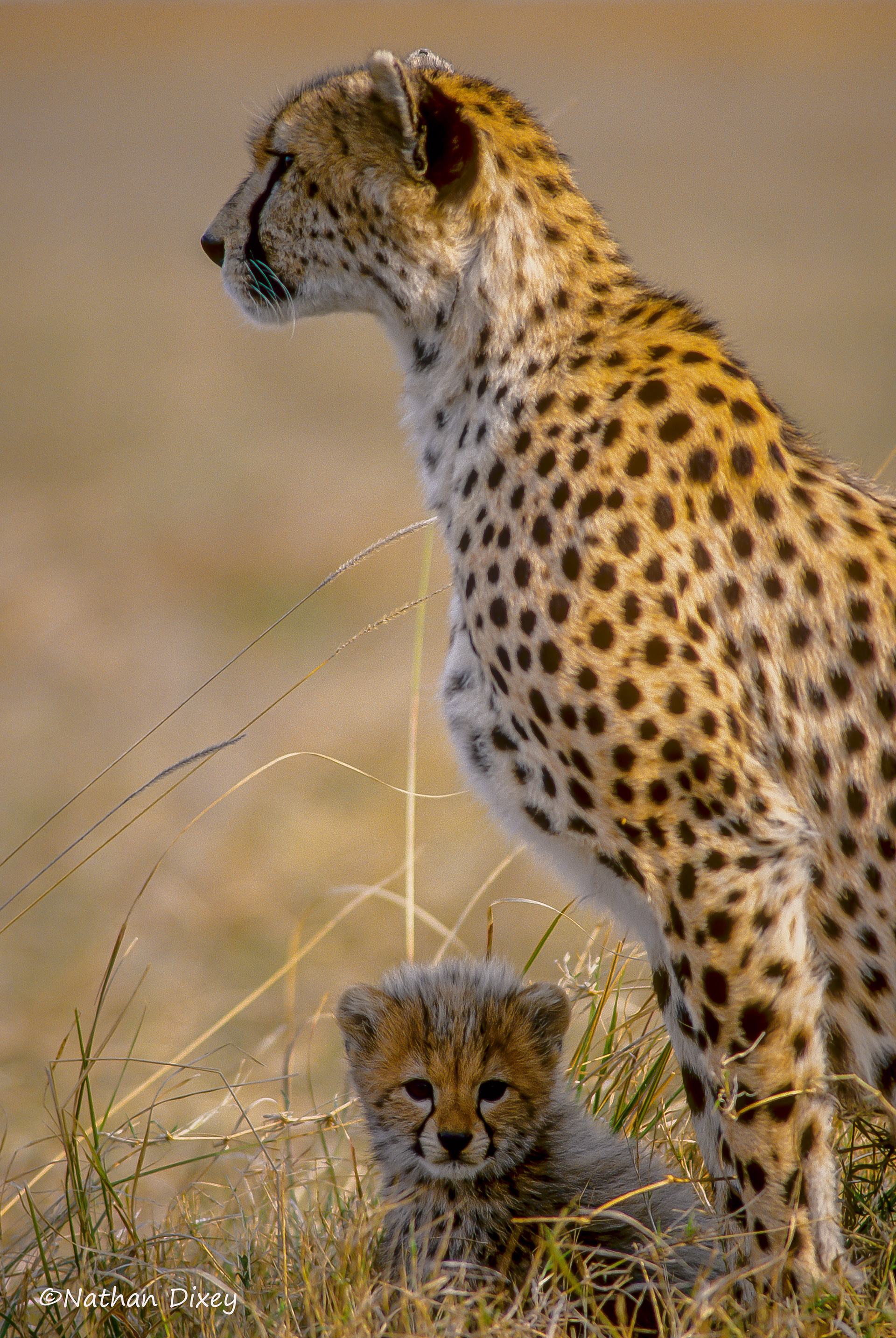 Cheetah, Masai Mara, Kenya (2001)