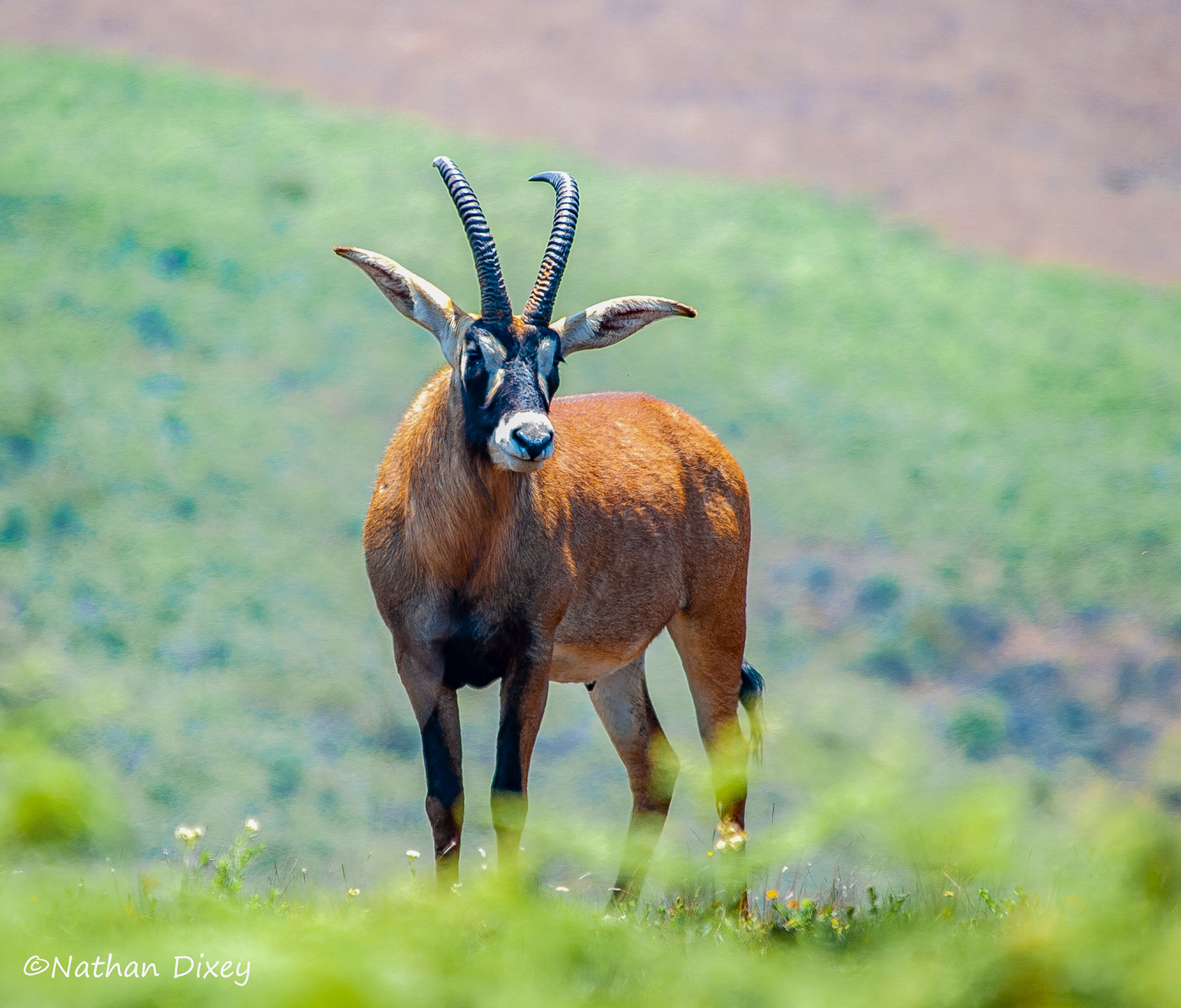 Roan Antelope, Nyika Plateau, Malawi (2009)