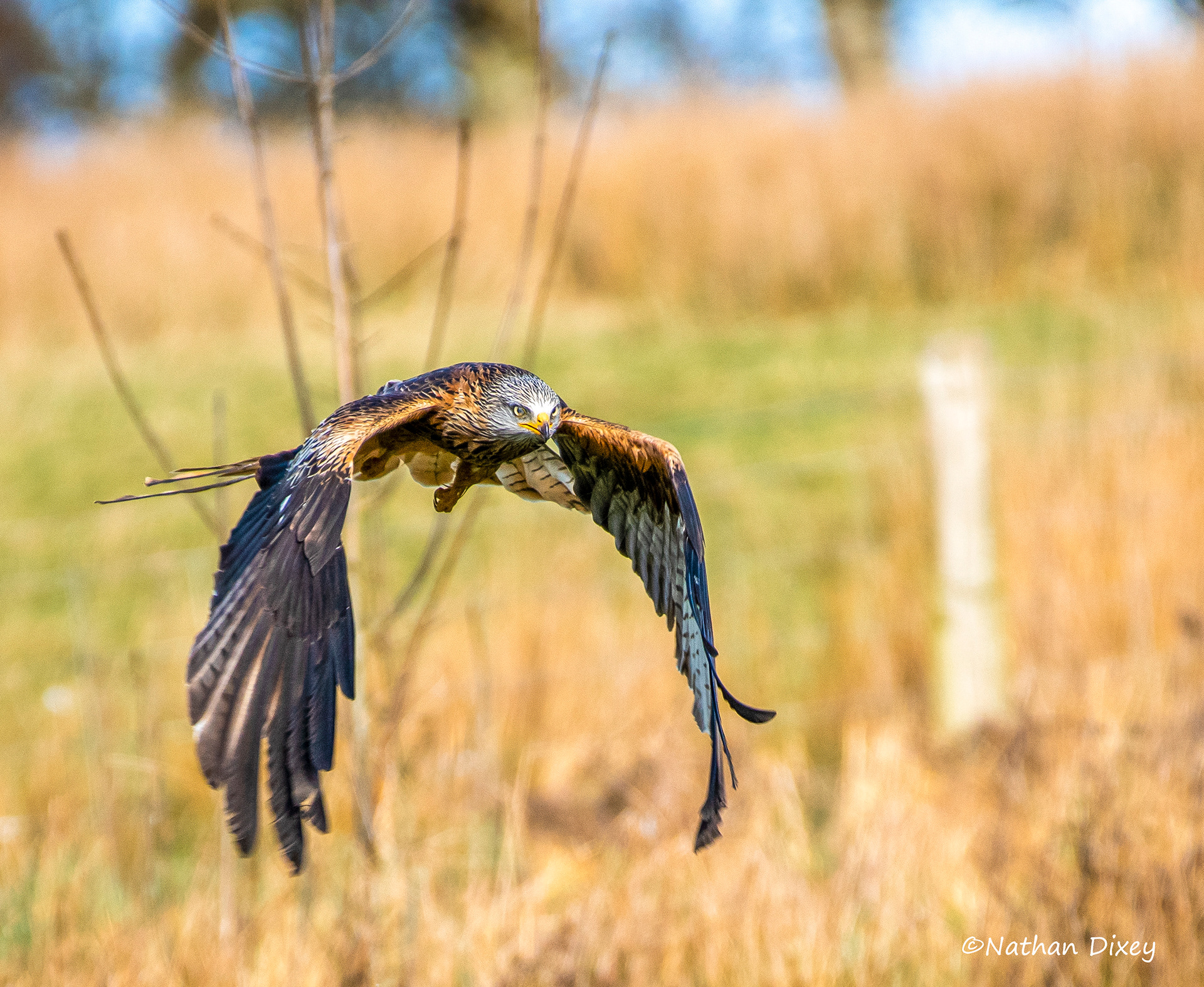 Red Kite, Rhayader, Wales (2020)
