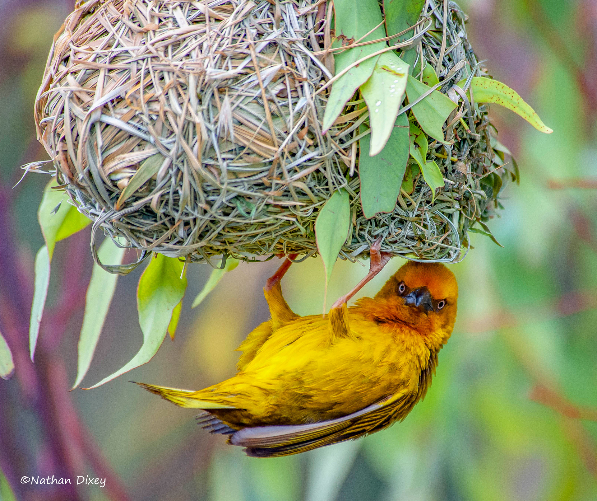 Cape Weaver, Western Cape, South Africa (2010)