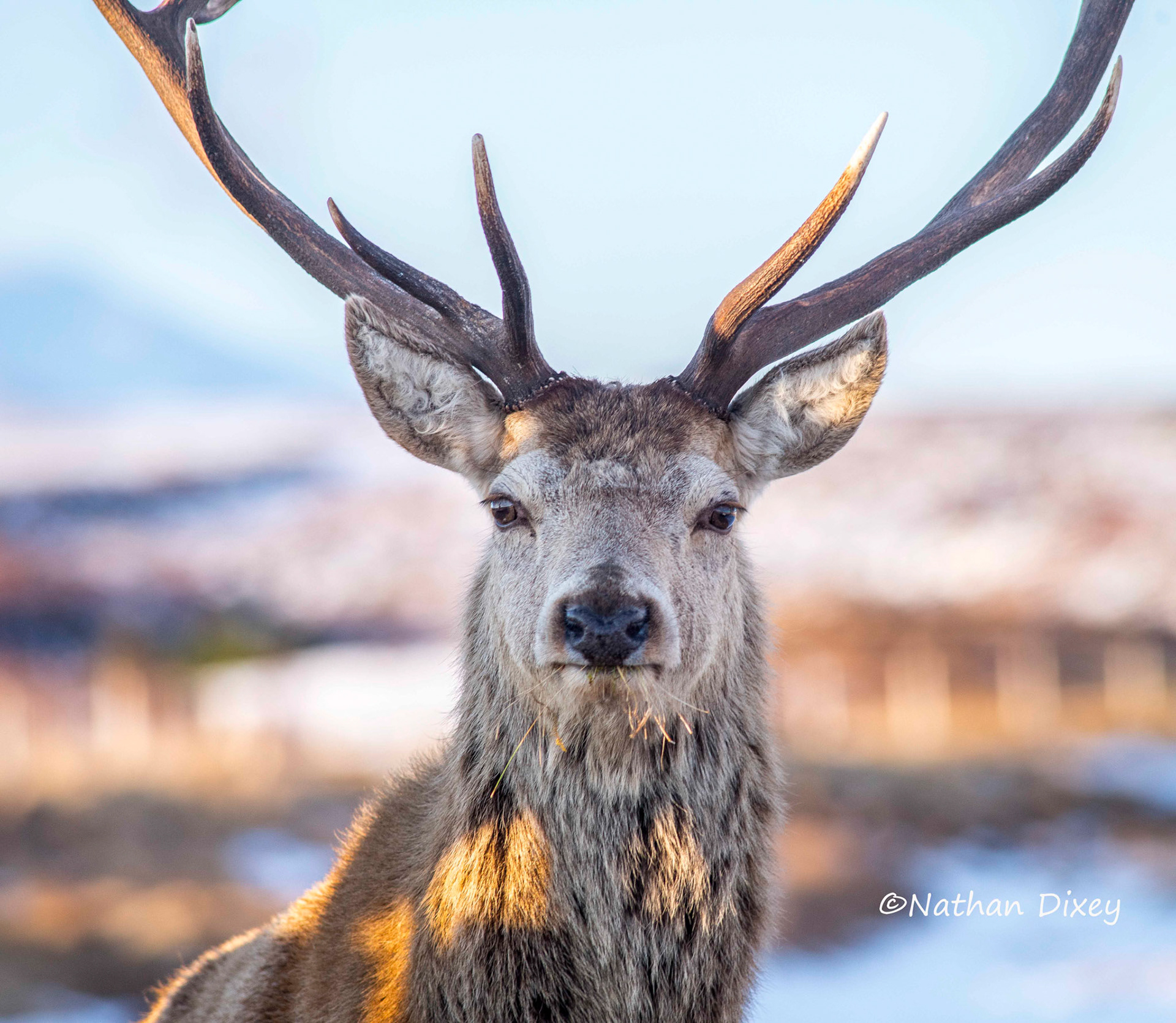 Red Deer, Sutherland, Scotland (2018)
