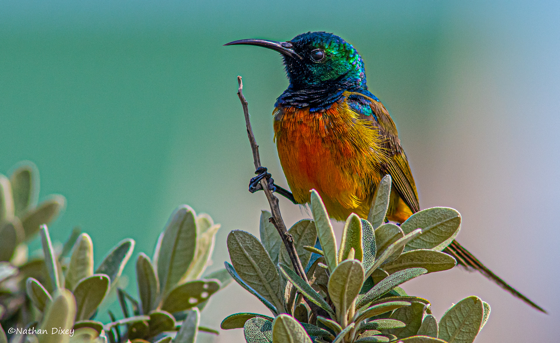 Orange-breasted Sunbird, Rooiels, Western Cape, South Africa (2015)