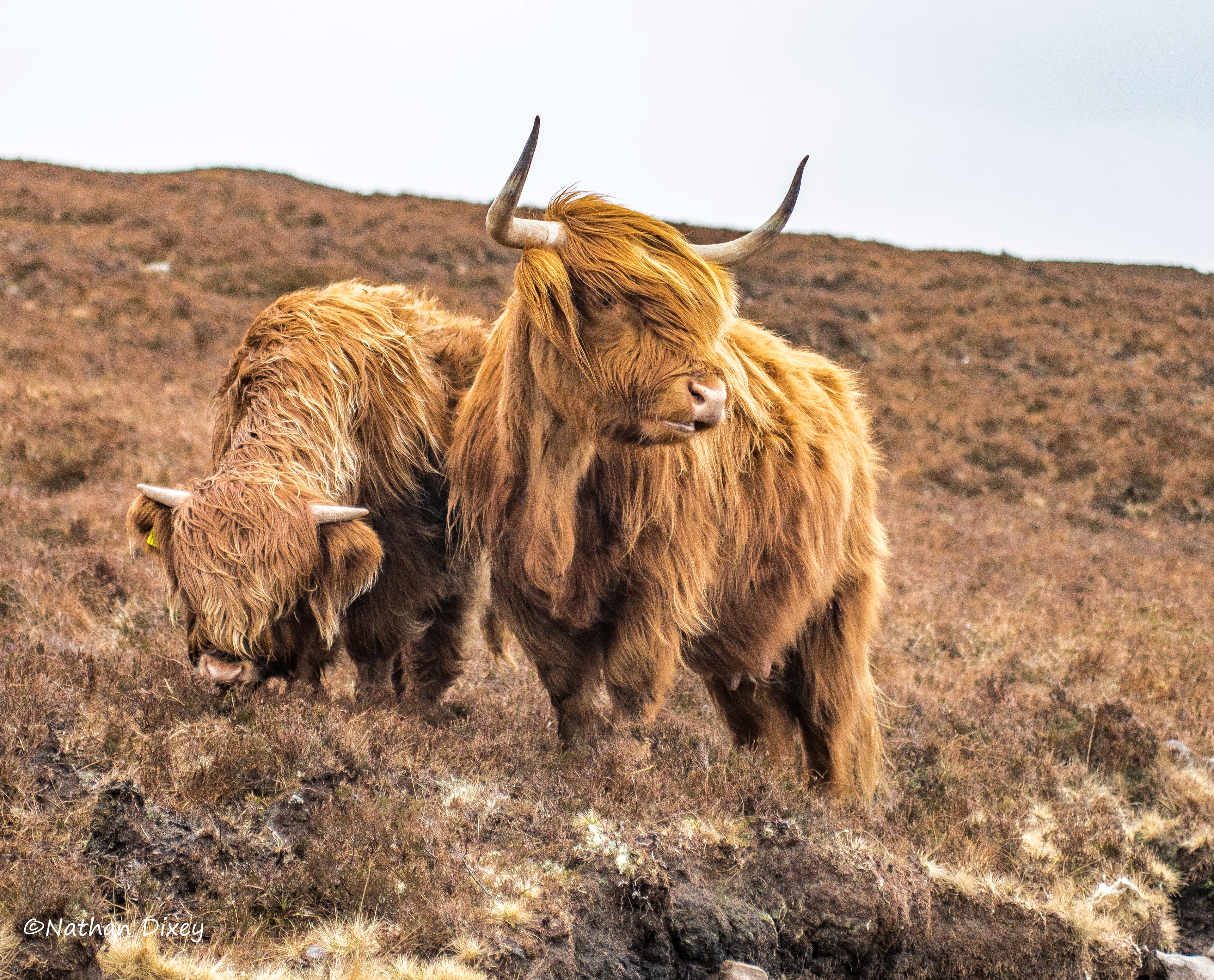 Highland Cattle, Applecross, Scotland, UK (2018)