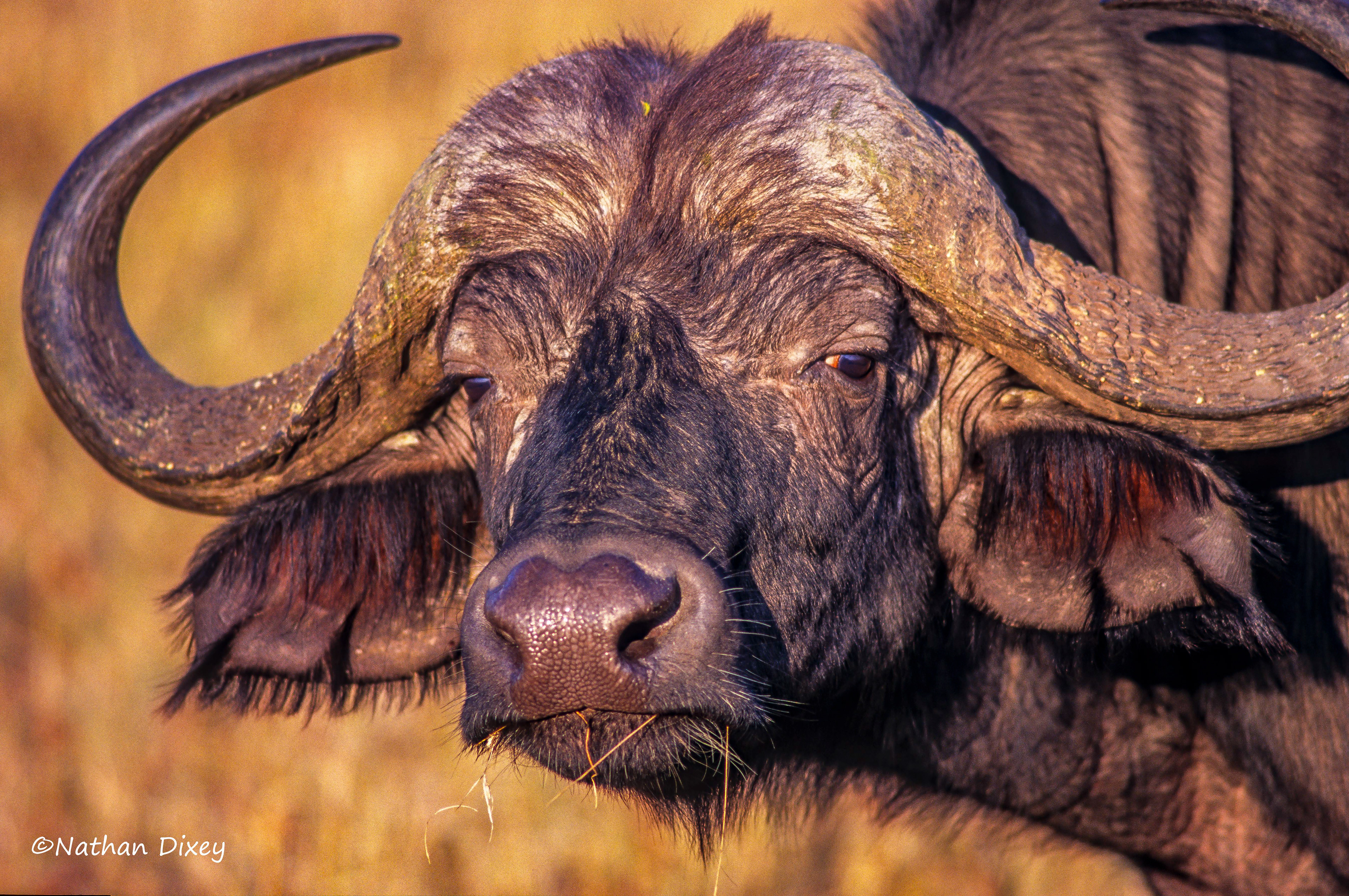 Cape Buffalo, Serengeti NP, Tanzania (2001)
