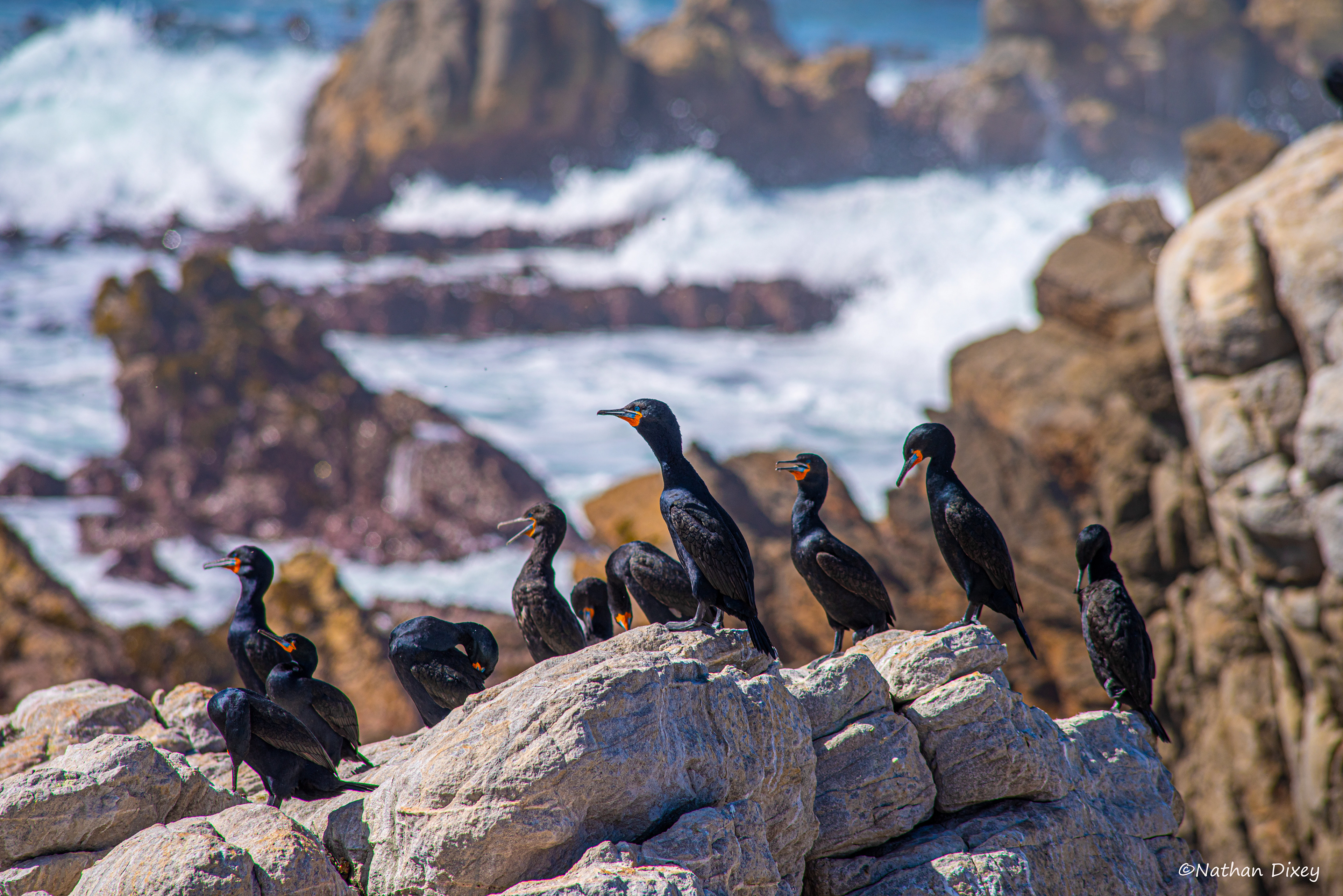 Cape Cormorants, Betty's Bay, Western Cape, South Africa (2015)