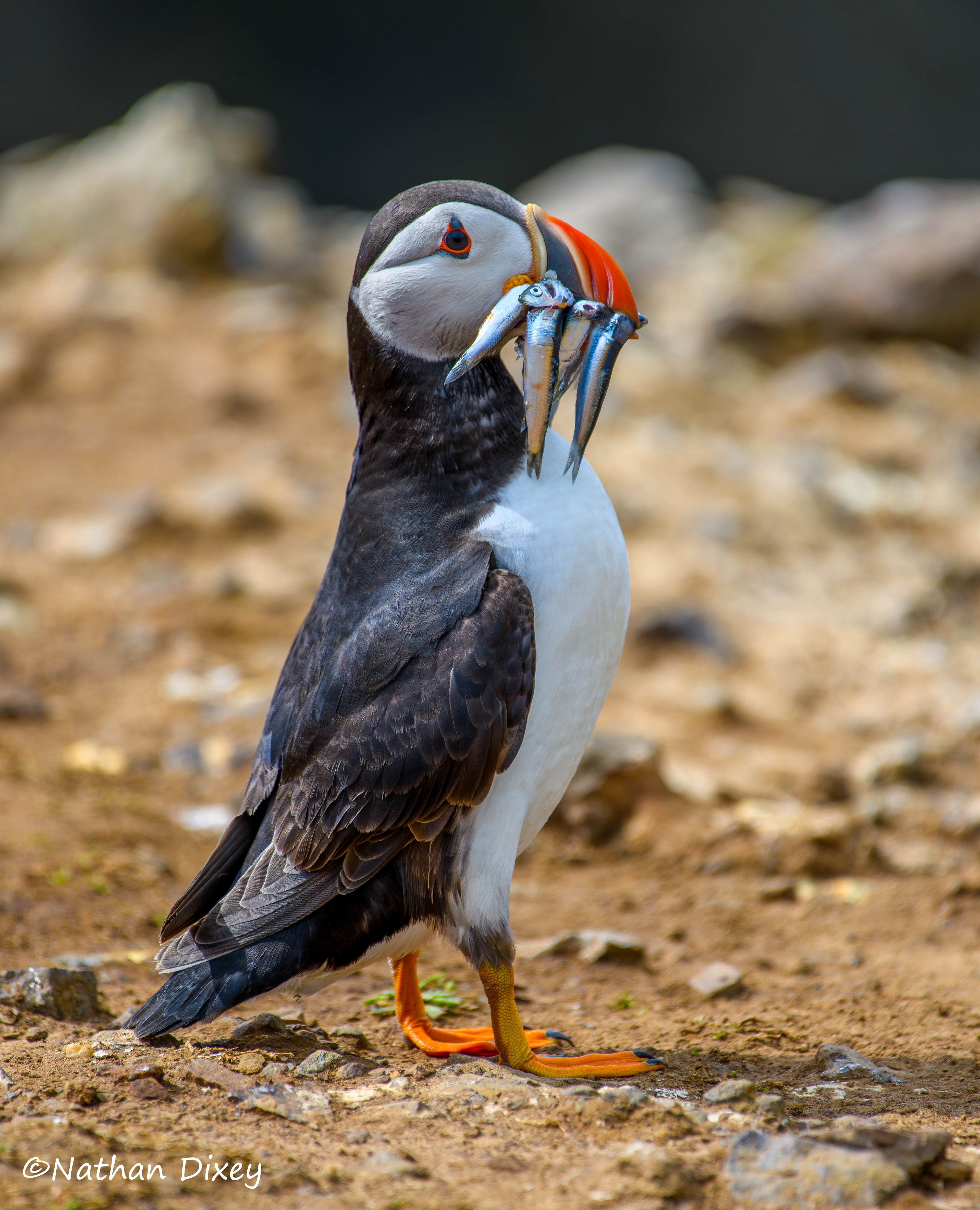 Atlantic Puffin, Skomer Island, Wales UK (2024)