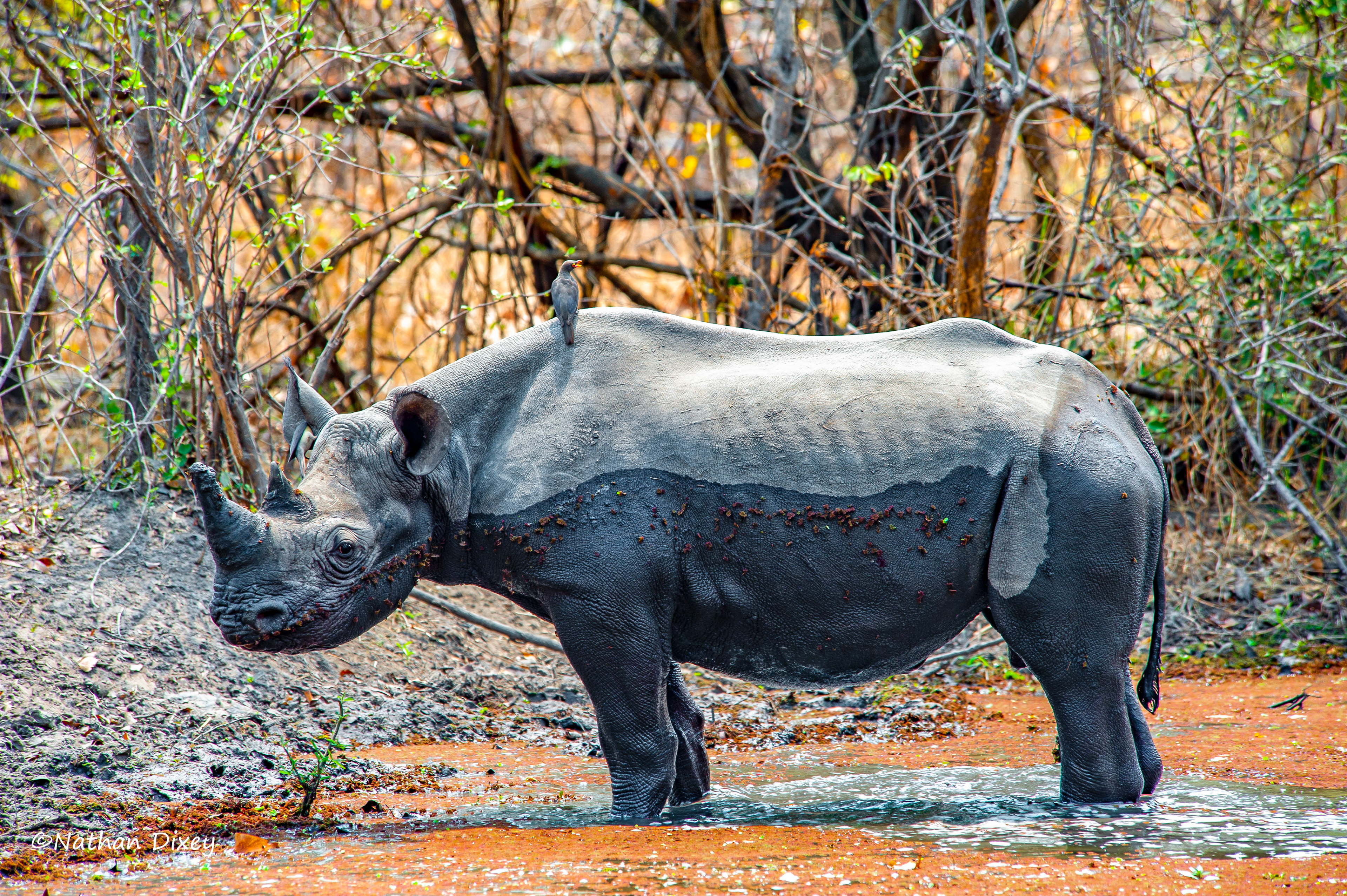 Black Rhino, Liwonde NP, Malawi (2009)