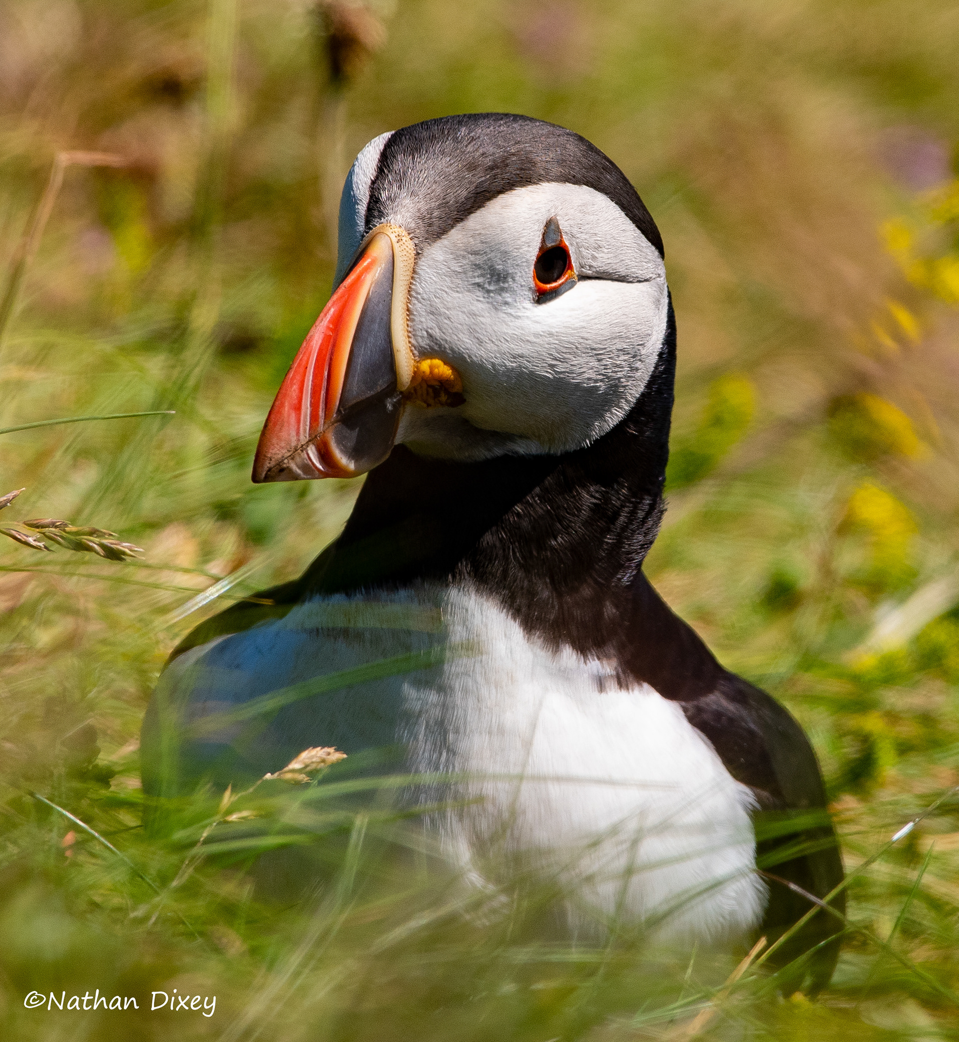 Puffin, Staffa, Scotland (2019)