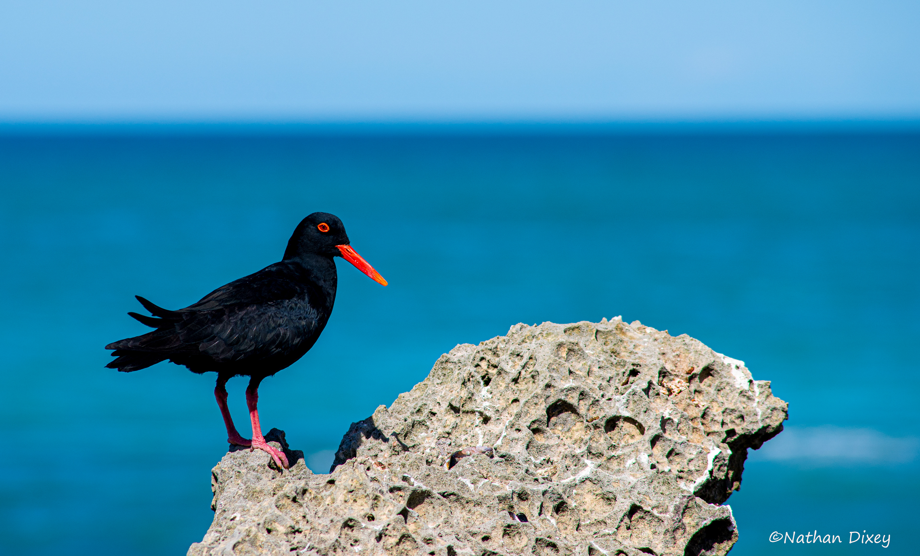 African Oystercatcher, De Hoop Nature Reserve, Western Cape, South Africa (2015)