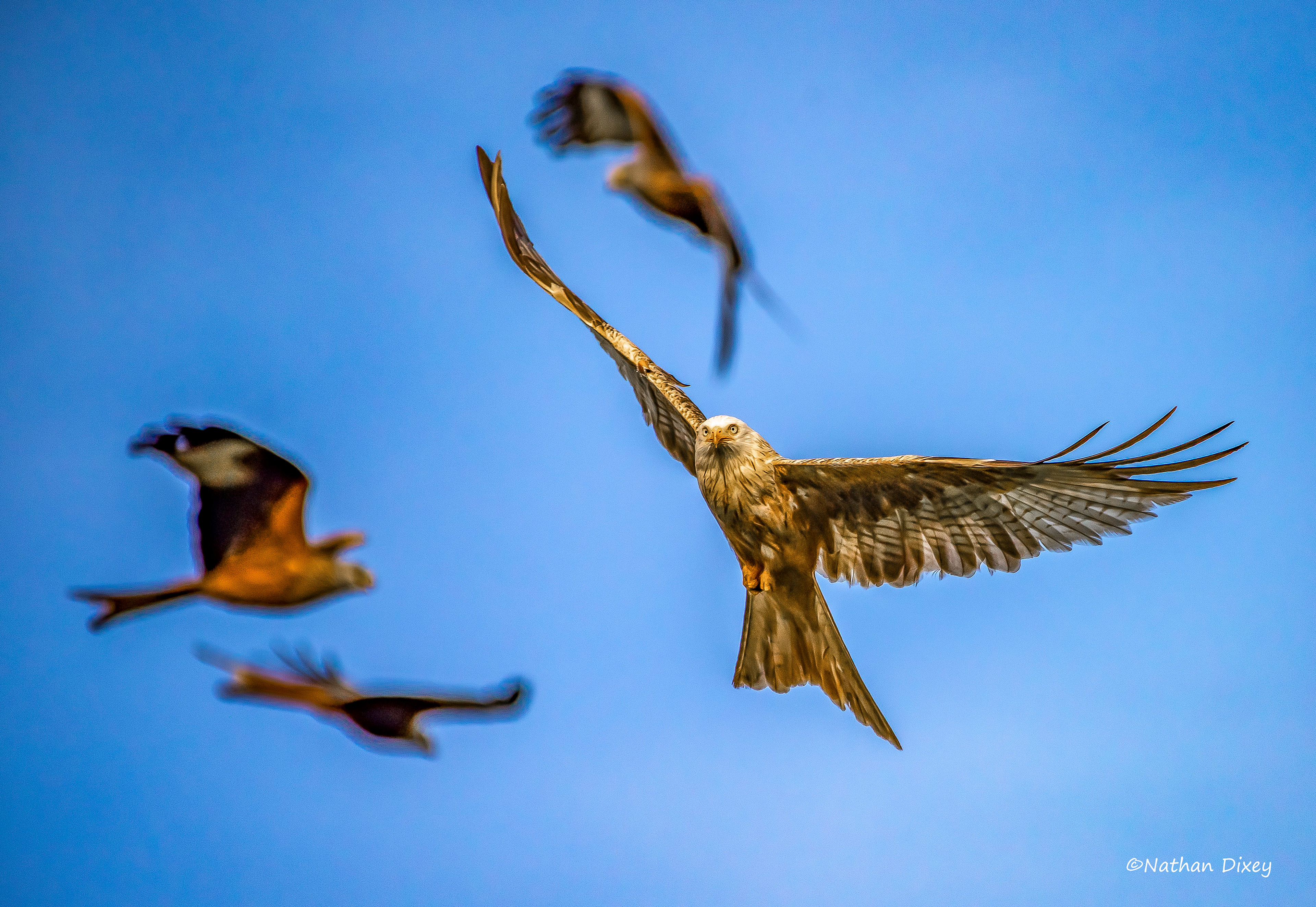 Red Kites, Rhayader, Wales (2020)