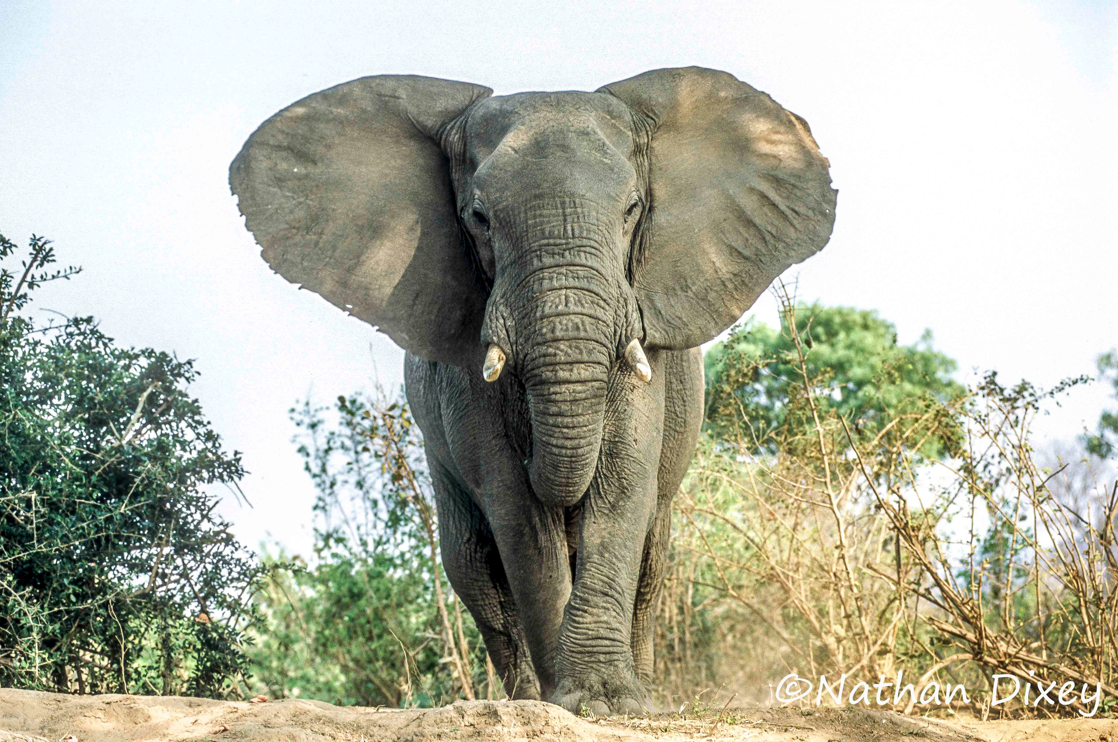 Elephant, Lower Zambezi, Zambia (2004)