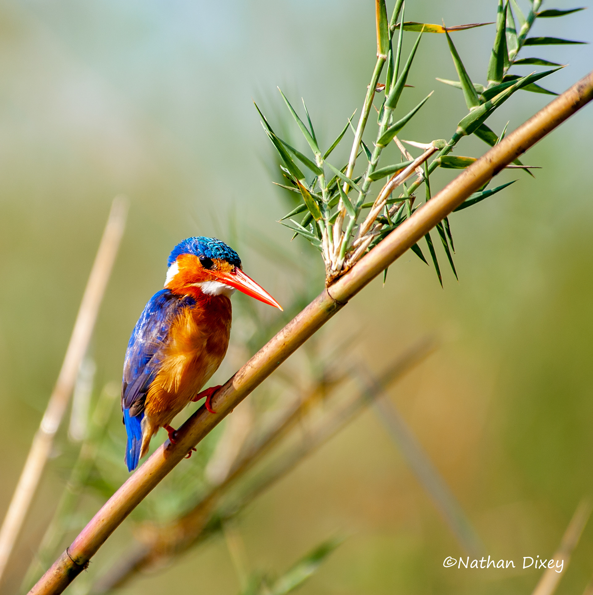 Malachite Kingfisher, Shire River, Liwonde NP, Malawi (2009)