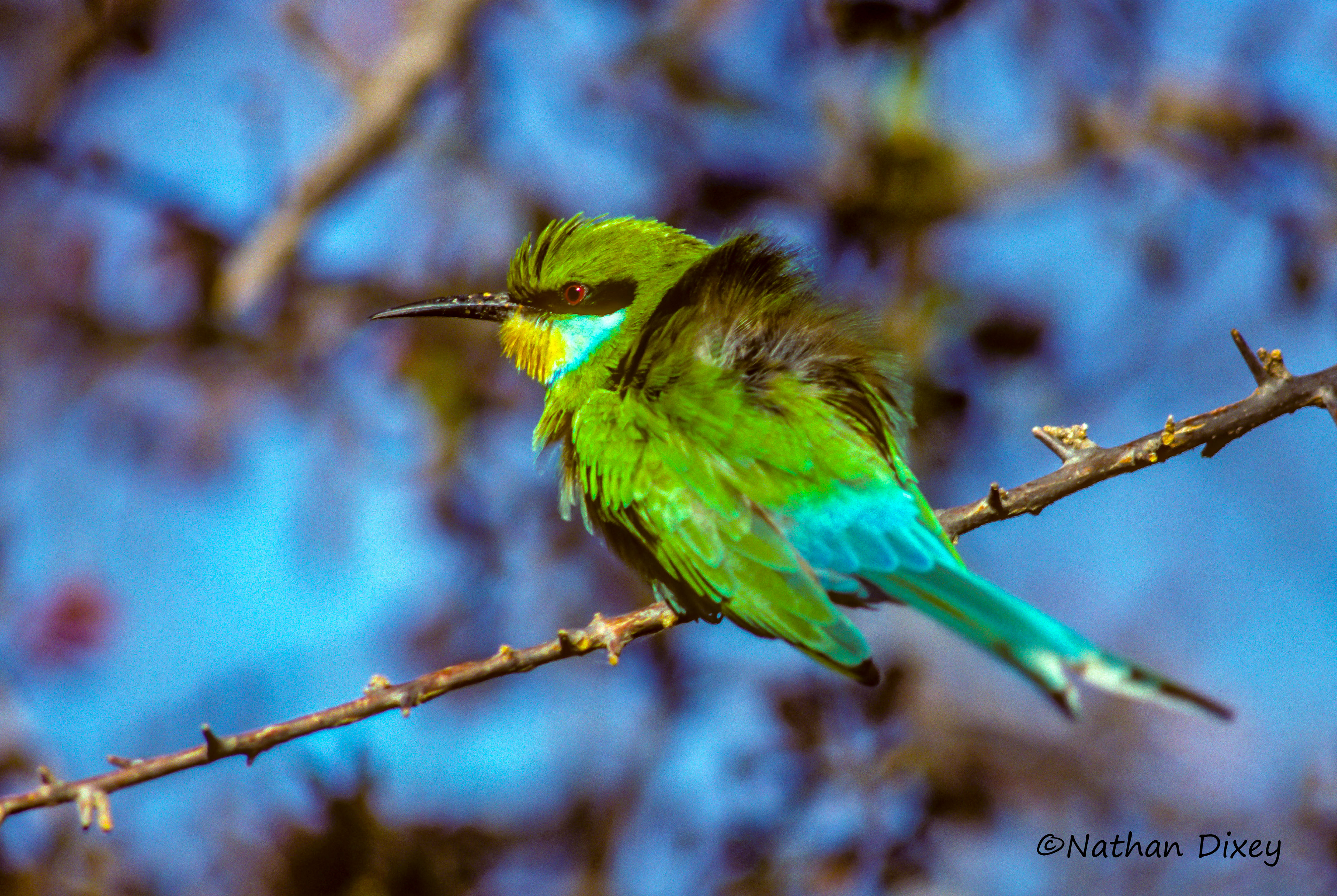 Swallow-tailed Bee-eater, Central Kalahari Game Reserve, Botswana (1997)